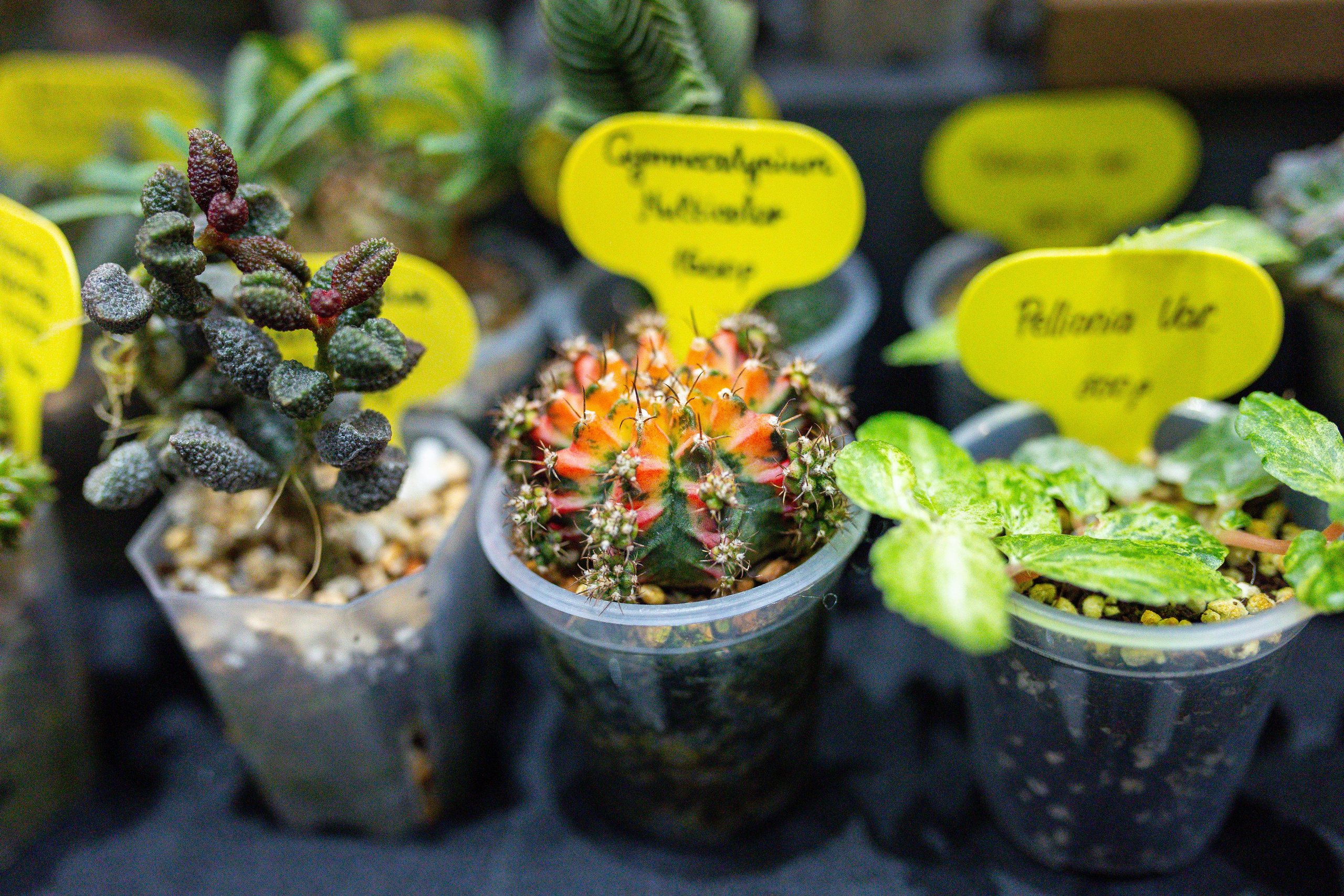 Монстериум 11–12 октября. Александра Куликова фотограф, Москва