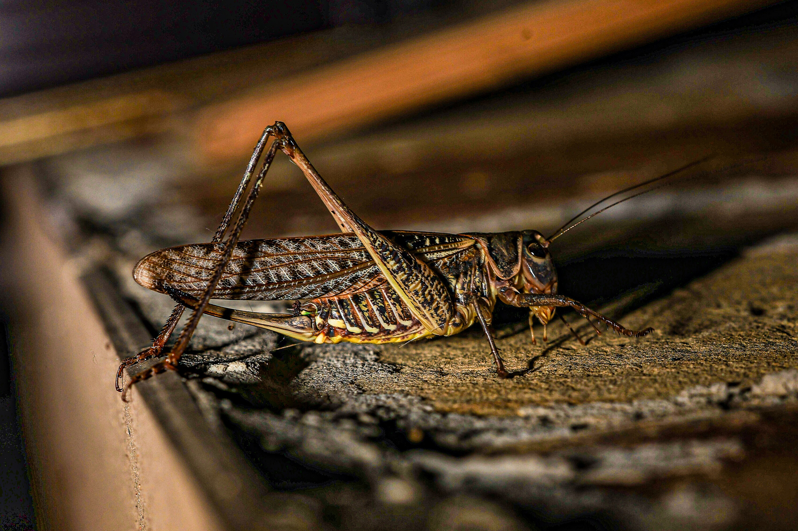 Насекомые МАКРО. Фотограф Владимир Роля