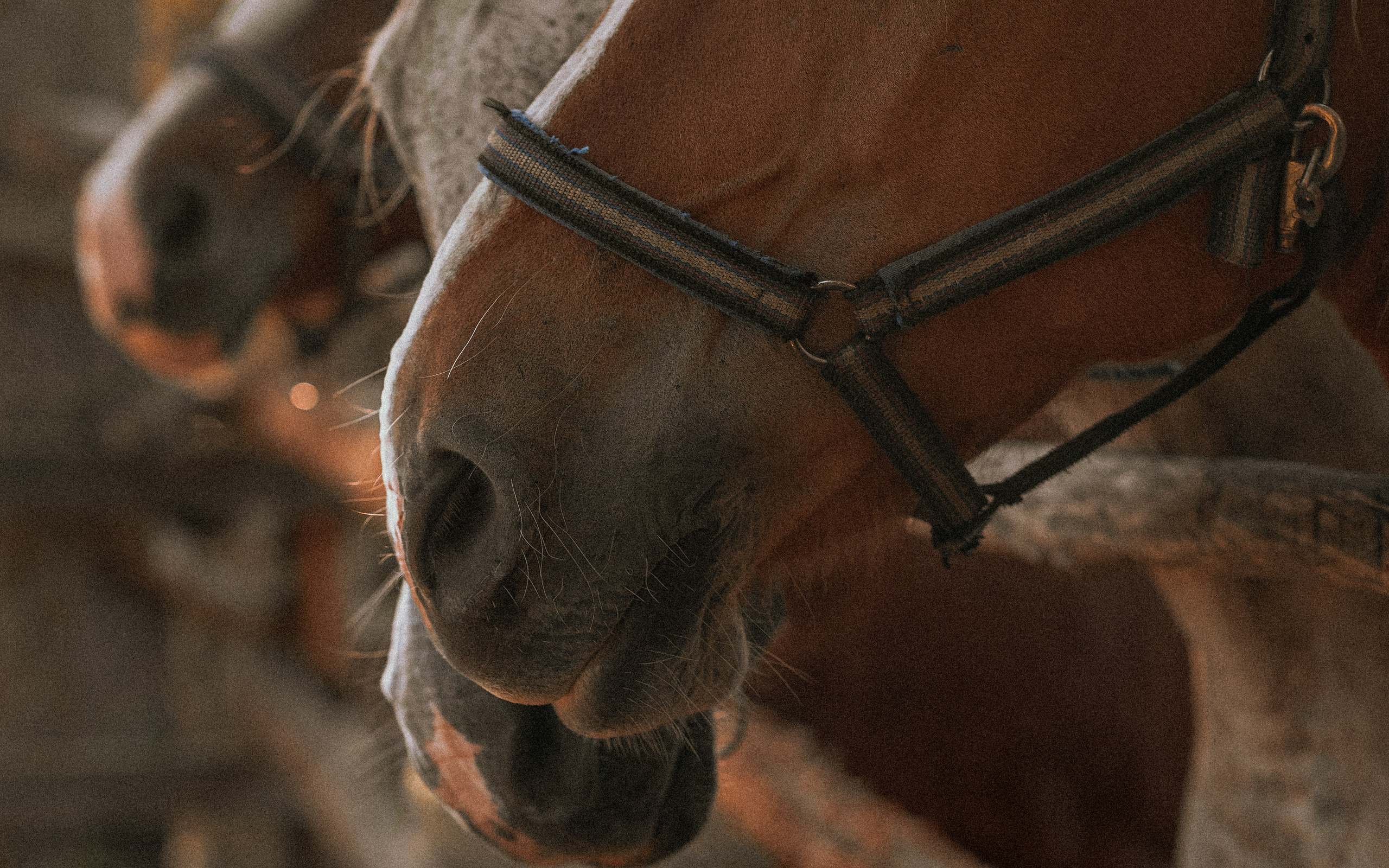 Born to be Wild. Юля Дэй • Фотограф, Санкт-Петербург