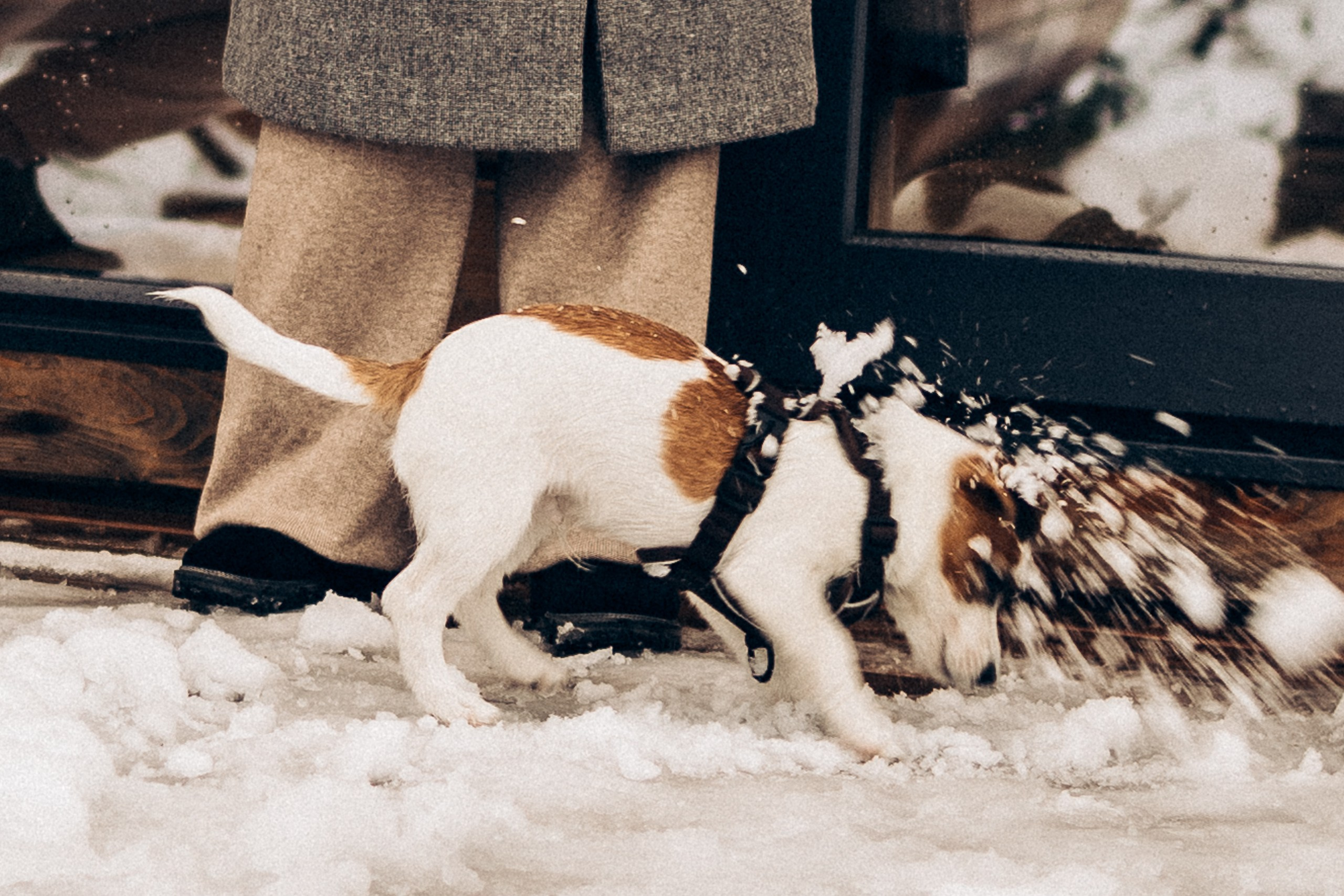 Новогодняя домашняя фотосессия в Ижевске