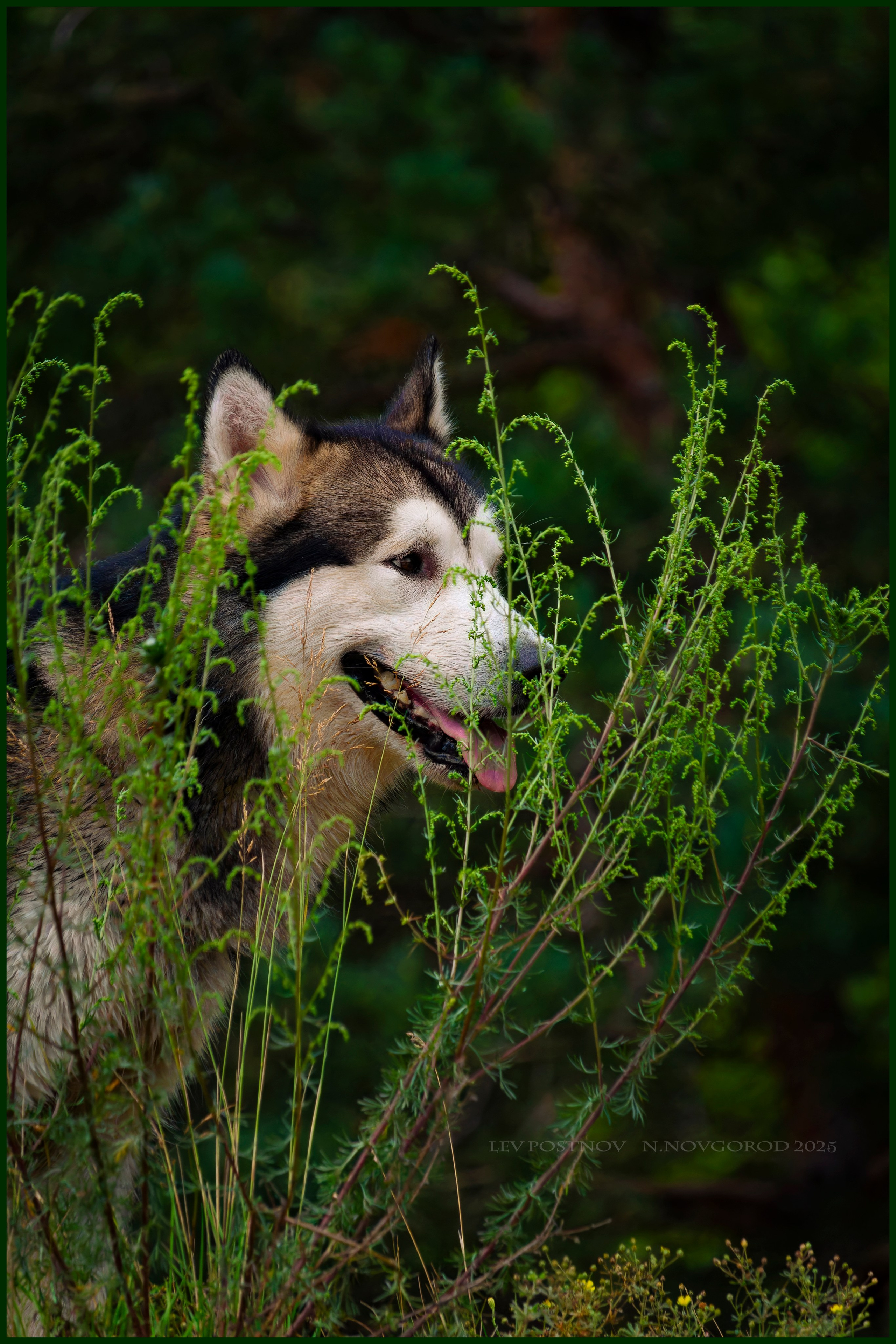 Мои маламуты.Ярик. Лев Постнов.Фотограф. Нижний Новгород