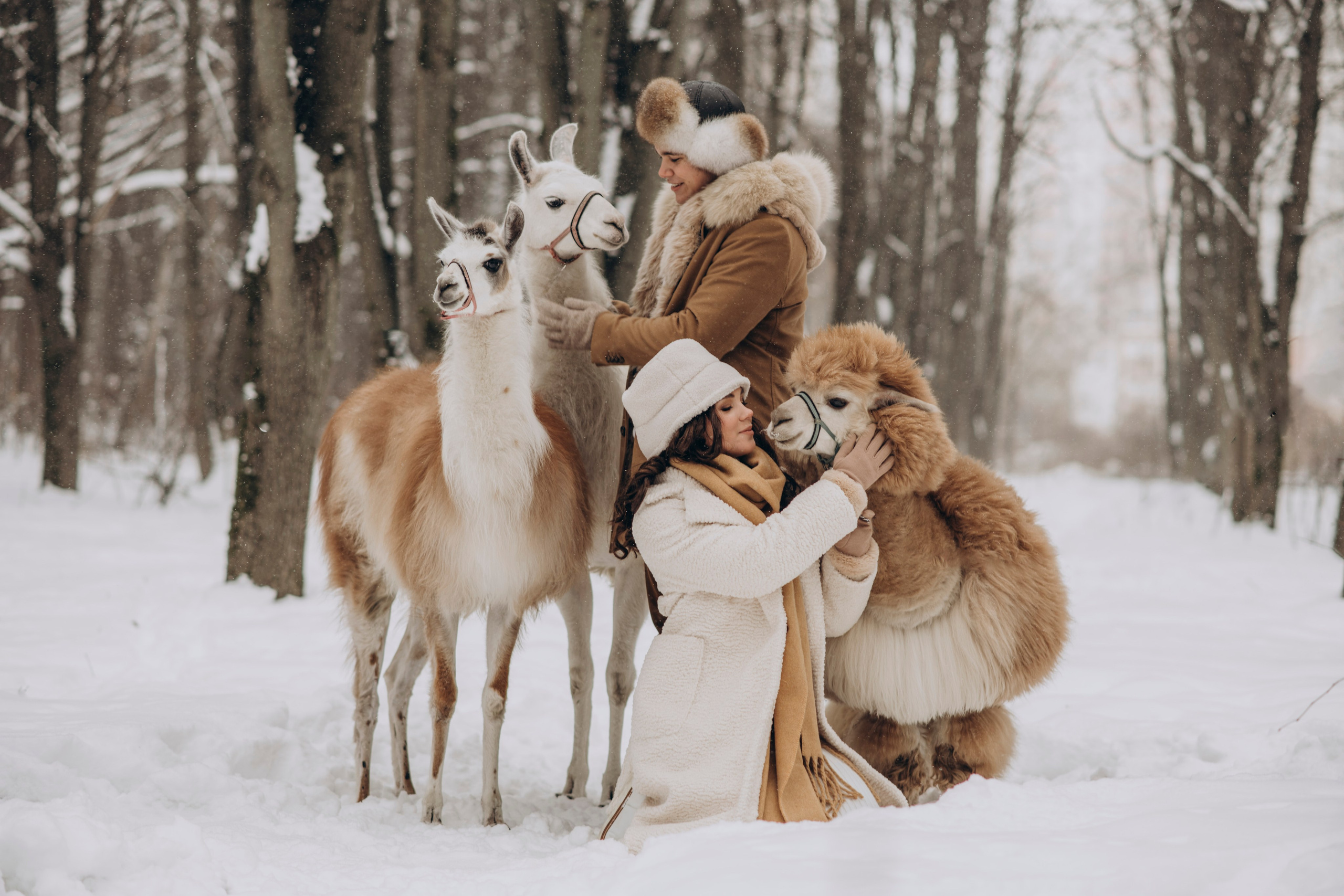 Зимняя фотосессия с Альпаками. Свадебный фотограф в Дмитрове