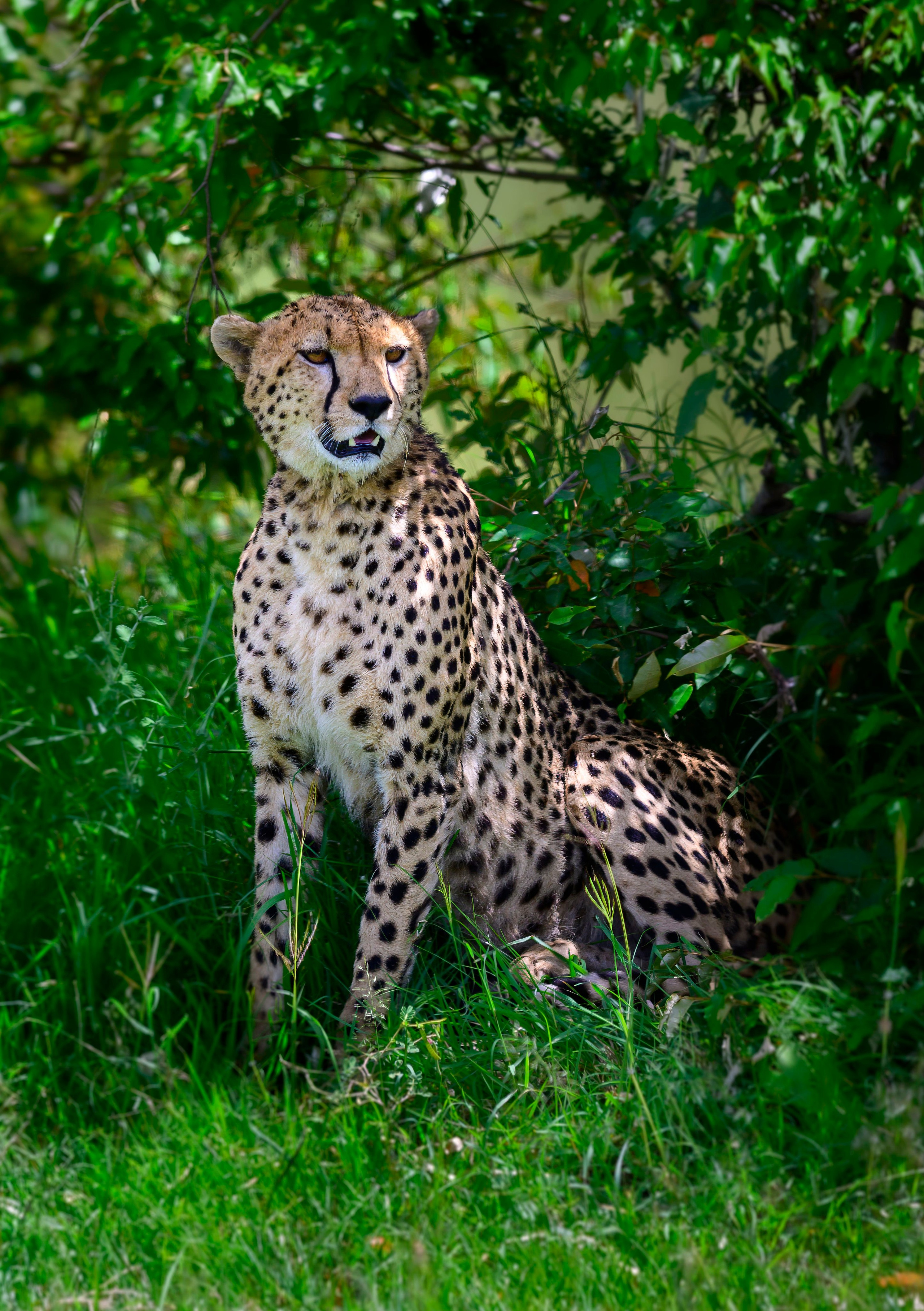 Кения. Wildlife photography by Sergey Puponin