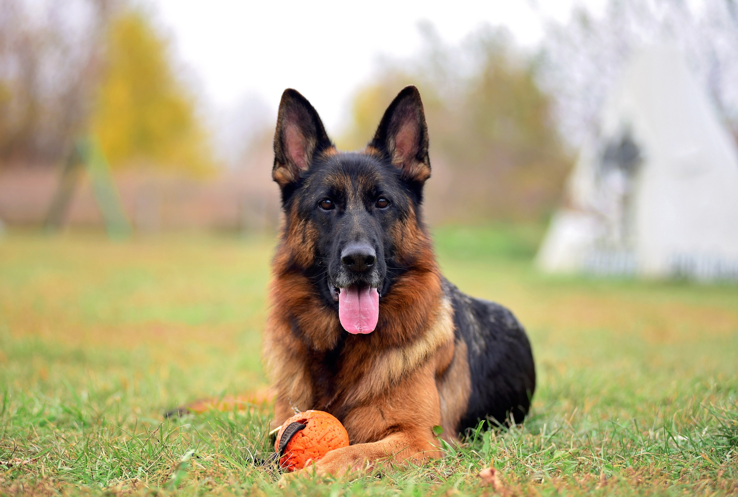 Animal. Главная