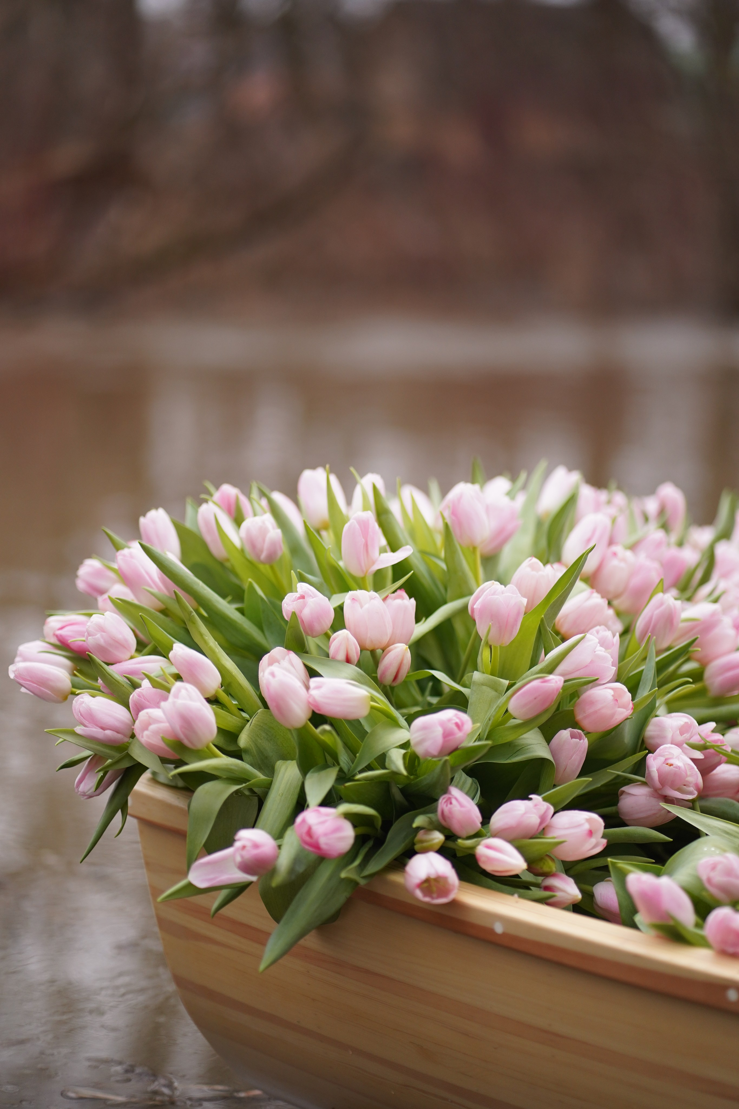 Тюльпаны. Фотограф в Москве и МО