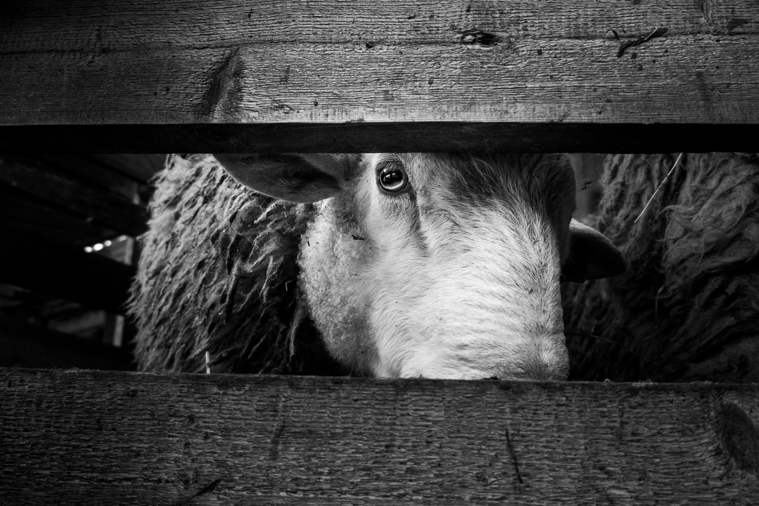 Ферма. Фотограф Антон Денисенко: Портрет, Документалистика, Пейзаж. Москва