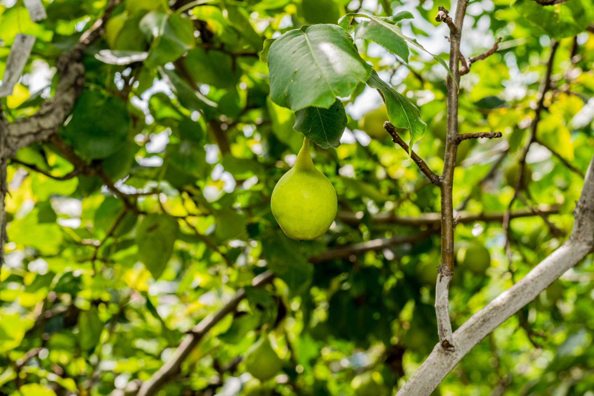 Антон Курдюмов фотограф в Хабаровске Рина Курдюмова фото27 foto27 Антон Дорофеев репортажный репортаж документалист Тони и Рина фотосоздатели Виноградники Хехцир 2024 Хабаровск виноград дикий фермер фермерство дачный сезон