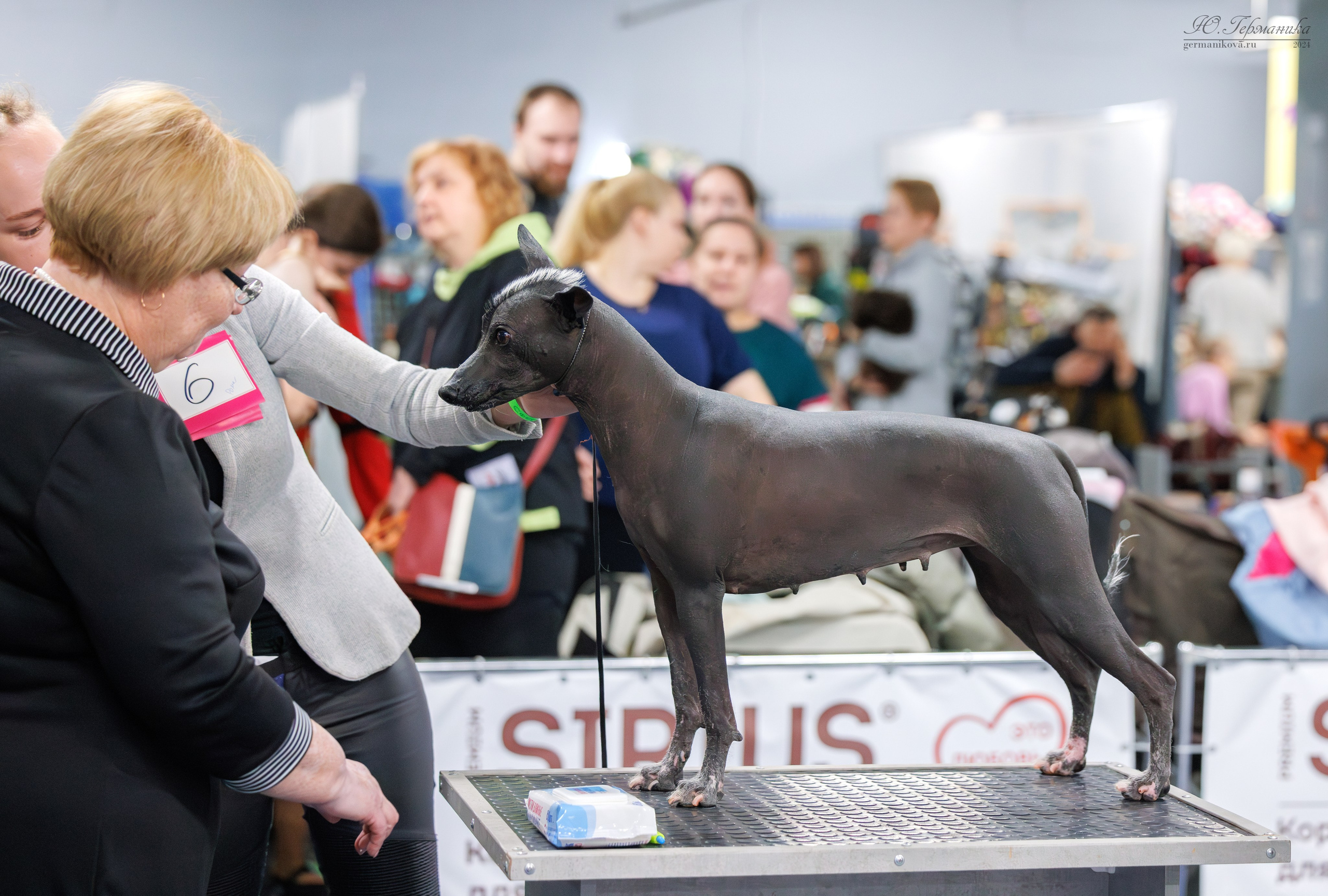 Сфера и Крокус 8,9,16 и 30.03.2025. Фотограф-анималист Юлия Германика