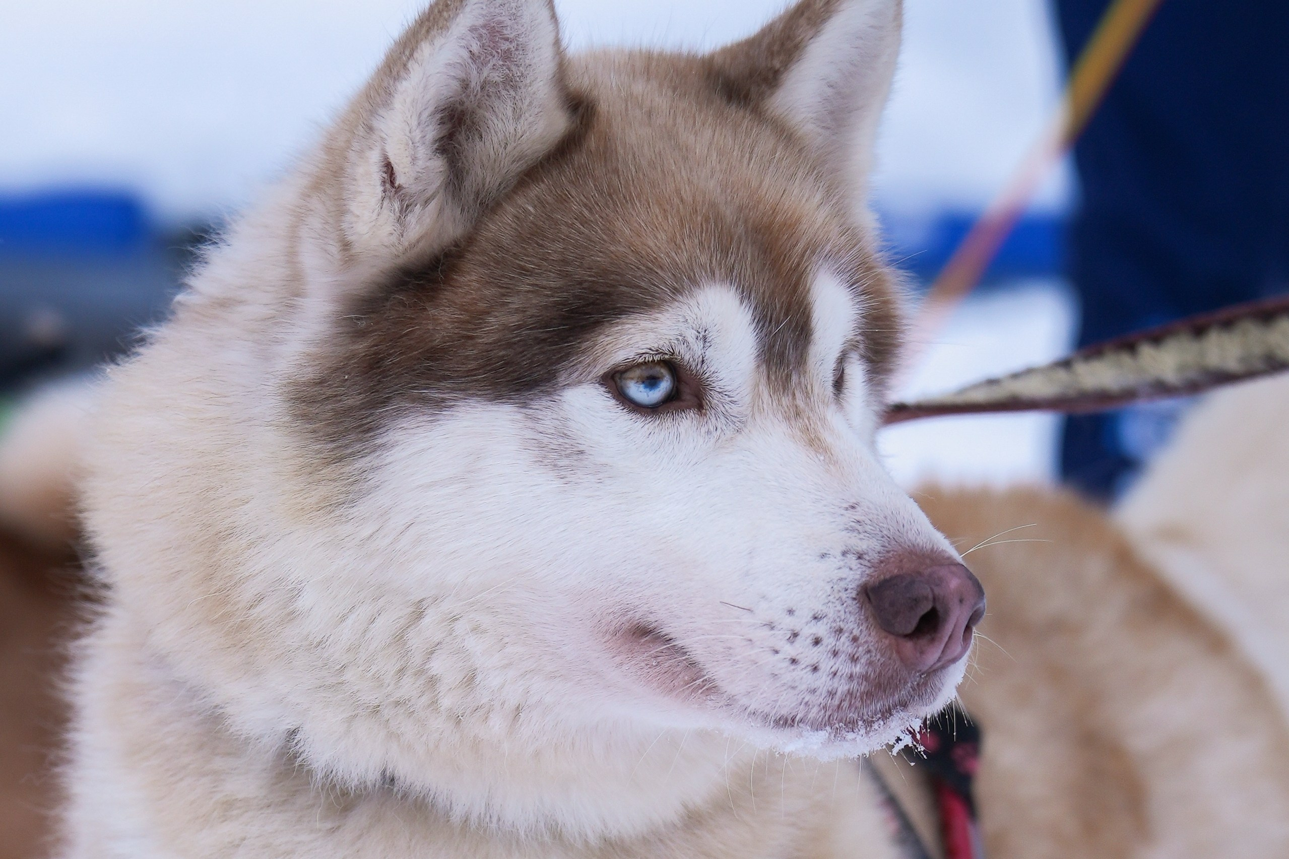 Рождественские гонки на собаках. Т/б «Чайка». Семейный фотограф Владимир Просвиркин. г. Самара