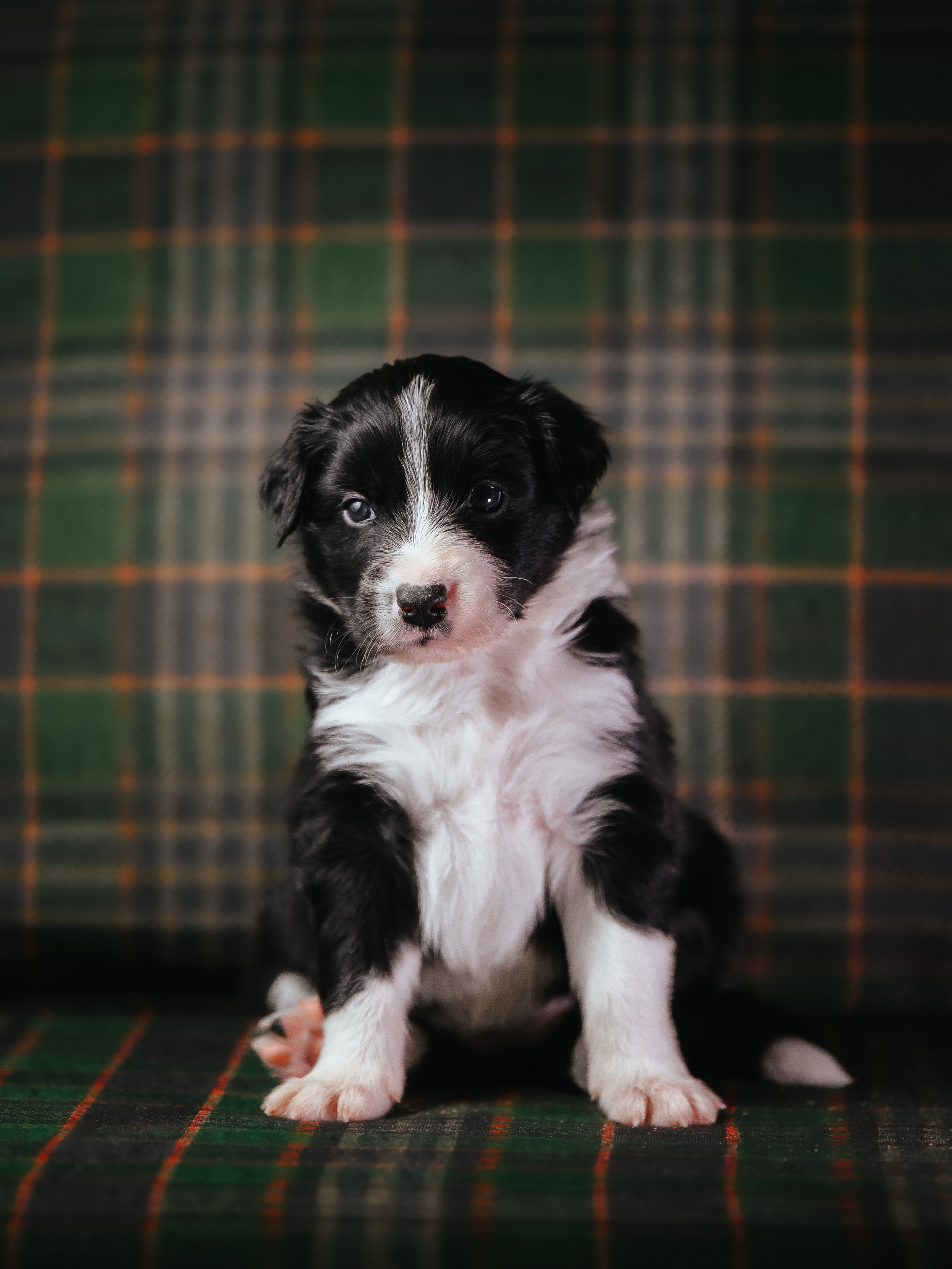 Бордер колли. Семейный фотограф анималист Ананьева Мария — Москва