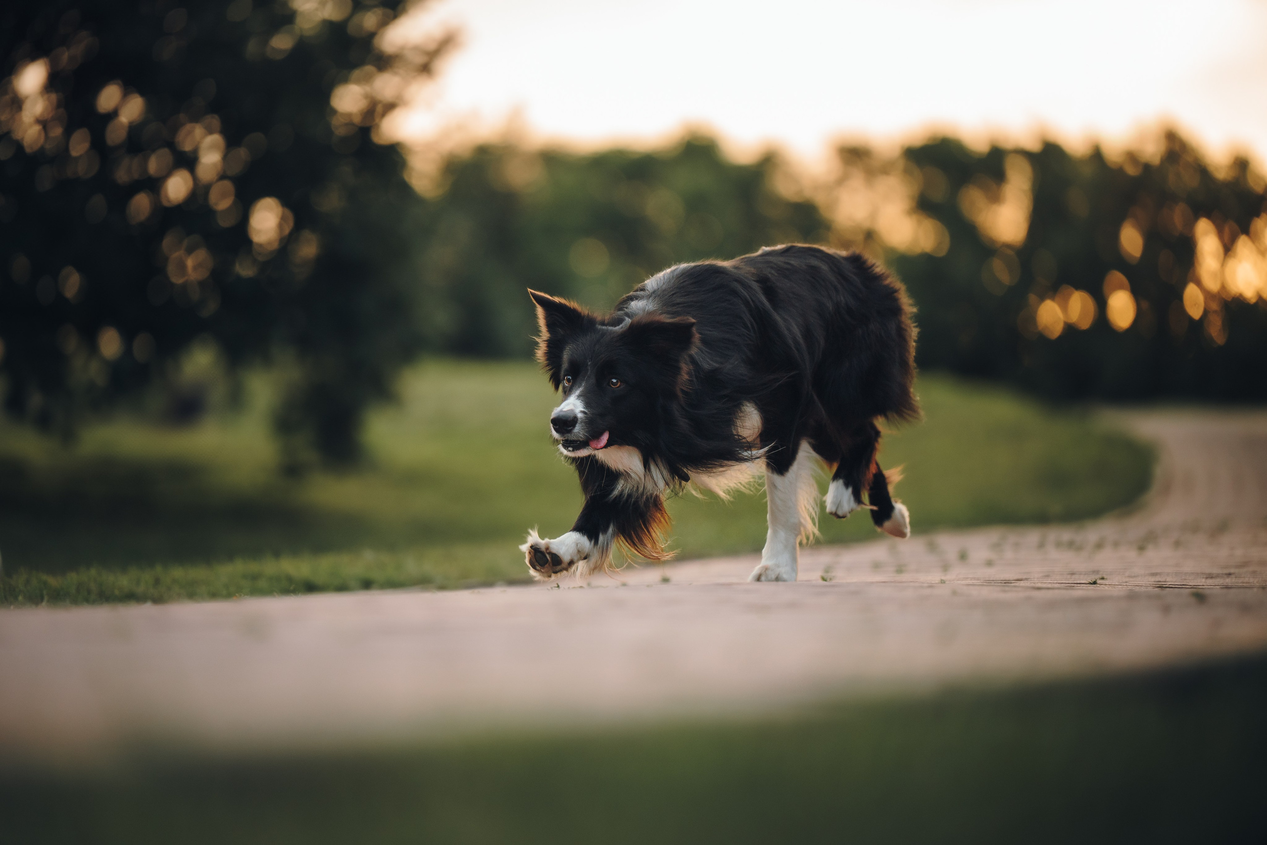 Марина и Эдж. Семейный фотограф анималист Ананьева Мария — Москва
