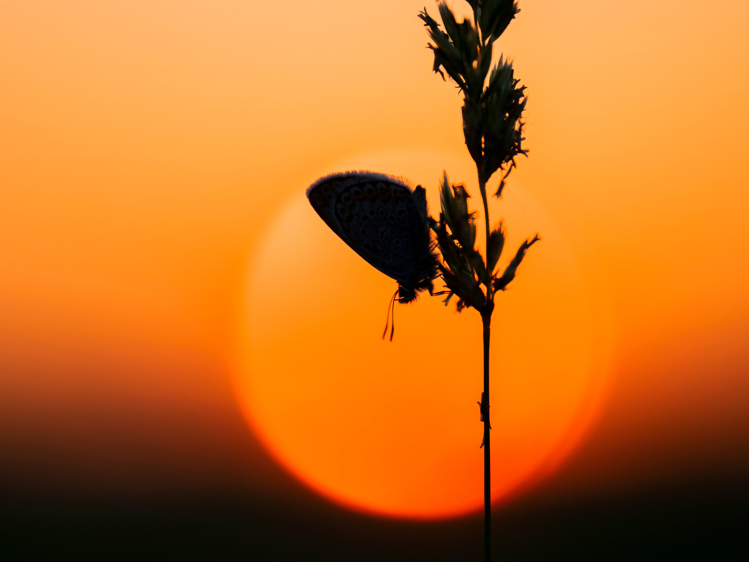 Бабочки. Фотограф Вадим Хмурковский
