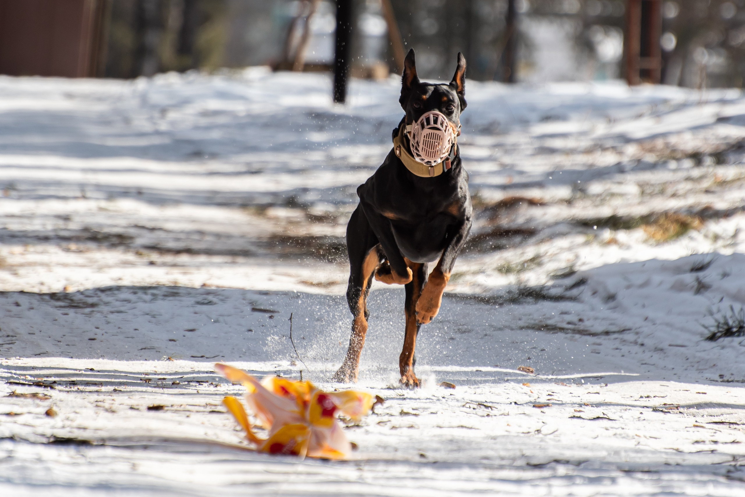 Фотосъёмка с собаками в Кинологическом лагере. Фотограф Макс Огурцов в Нижнем Новгороде