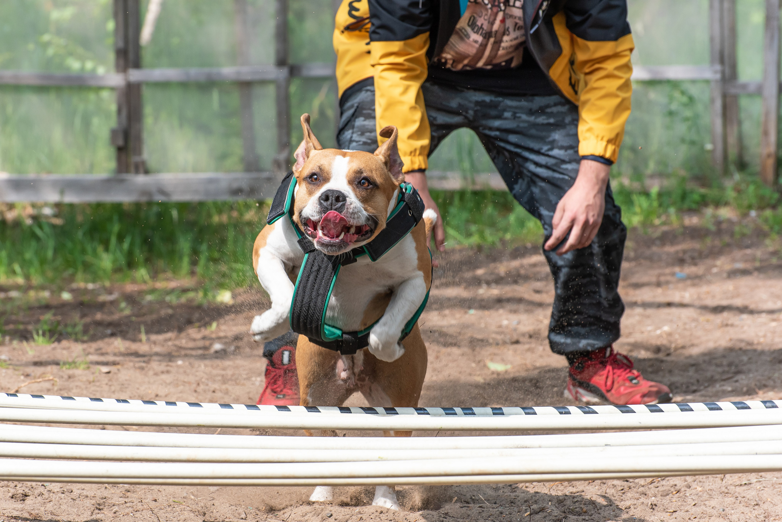 Спортивный фотограф анималист Пит-Стафф многоборье. Фотограф Макс Огурцов в Нижнем Новгороде
