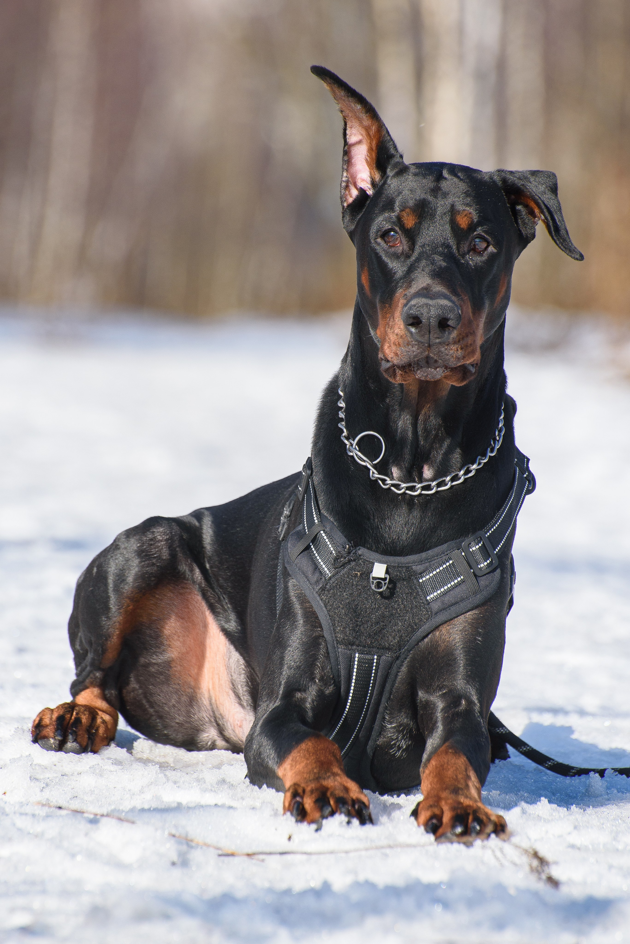 Фотосессию с любимчиком — доберманом. Фотограф Макс Огурцов в Нижнем Новгороде