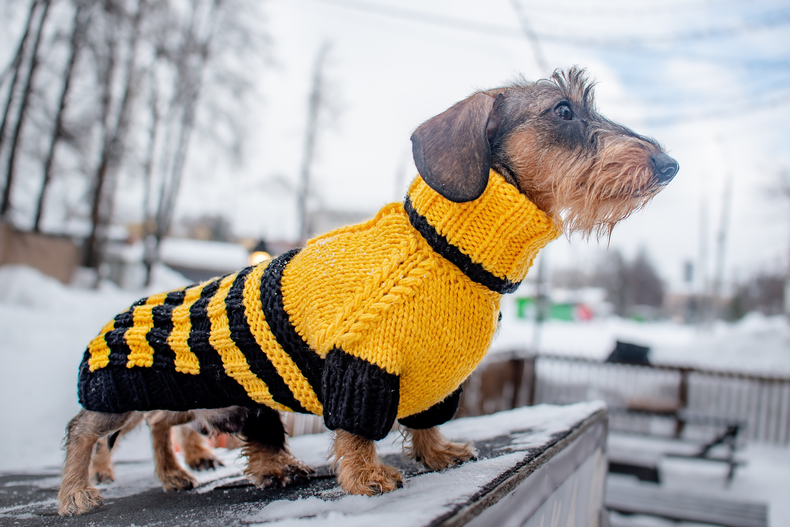 Фотограф Анималист. Фотограф Макс Огурцов в Нижнем Новгороде