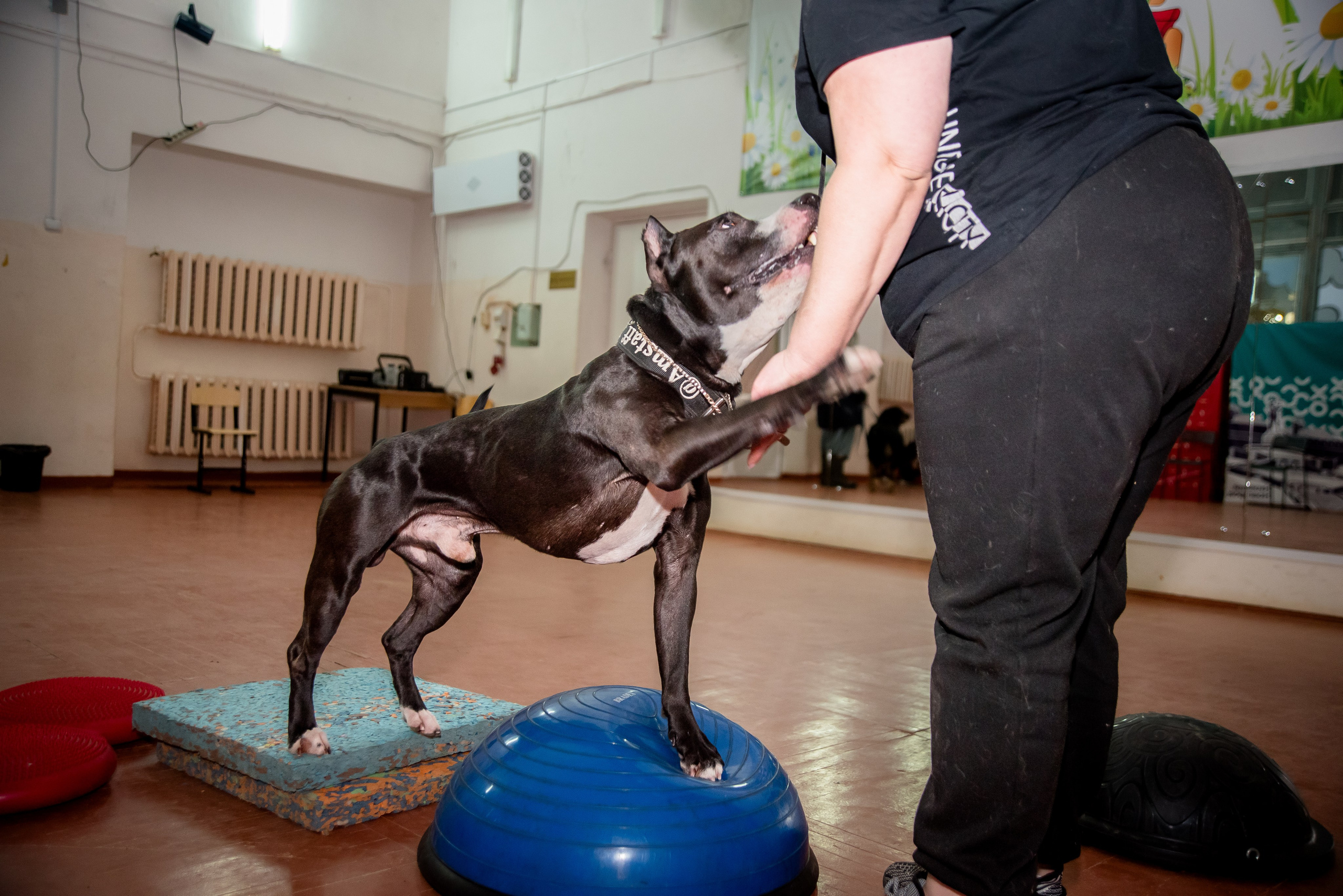 Фотосъёмка с собаками в Кинологическом лагере. Фотограф Макс Огурцов в Нижнем Новгороде