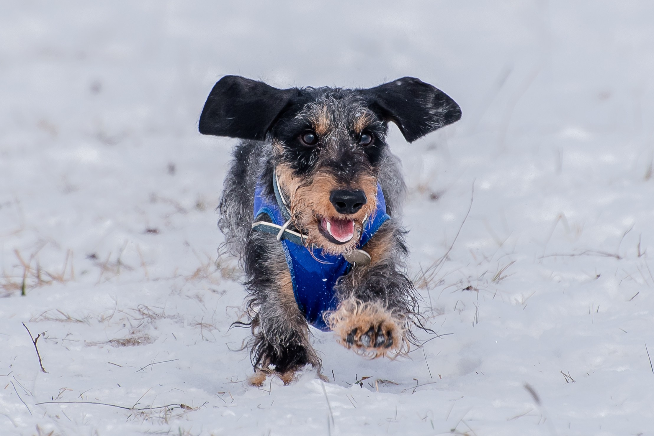 Бега за механической приманкой (Курсинг). Фотограф Макс Огурцов в Нижнем Новгороде