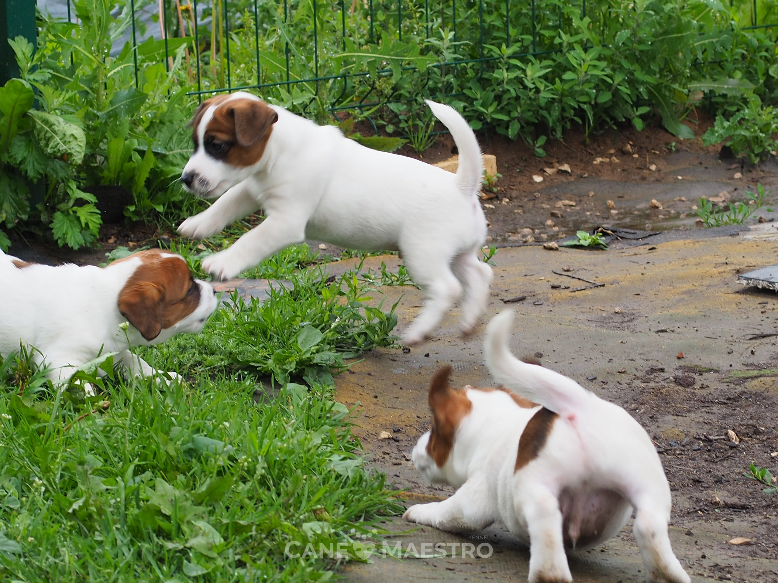 Ш_MALE_1_SHAMPAN. CANE MAESTRO — kennel Jack Russell Terrier