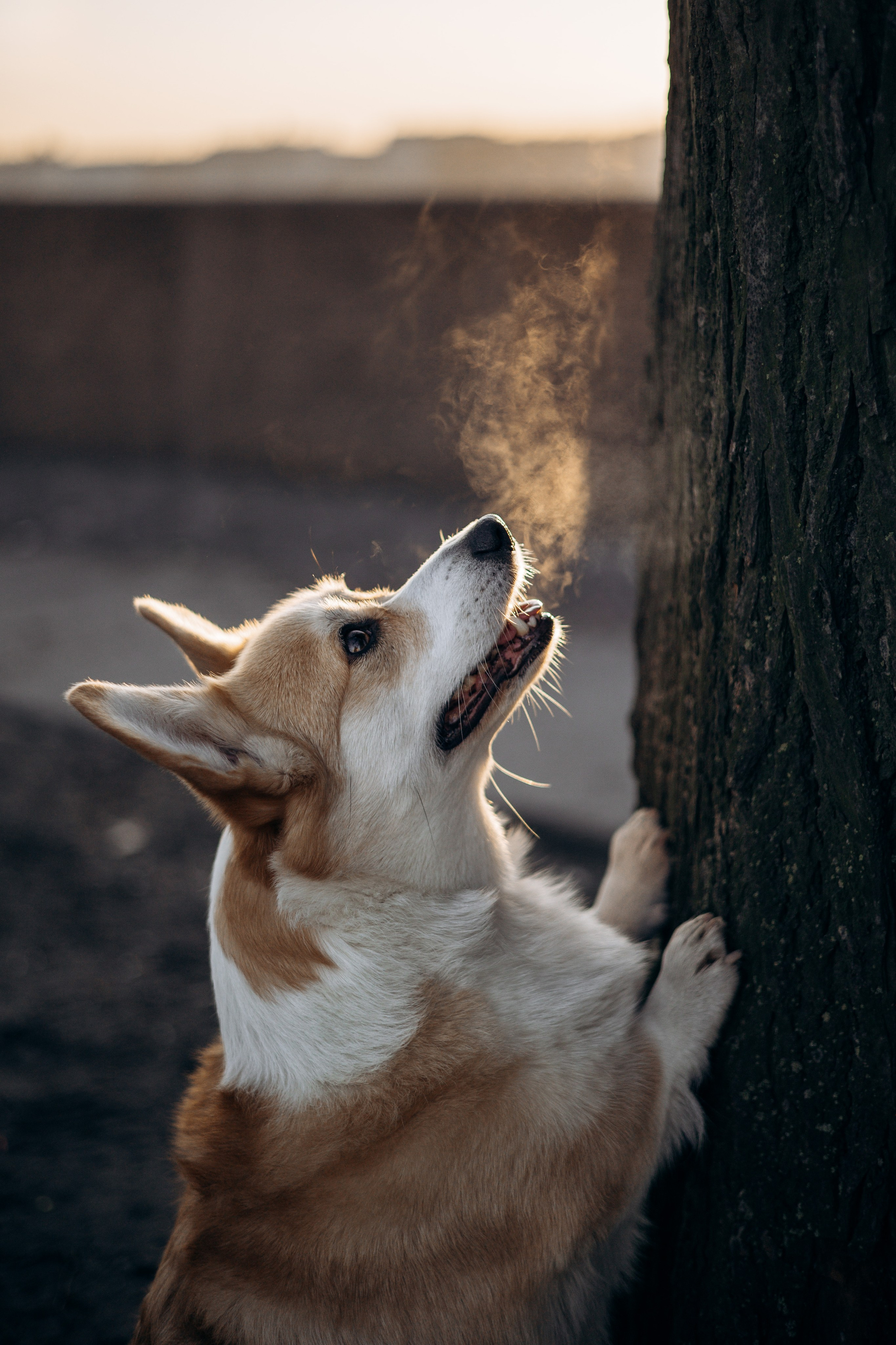 Настя и Ева. Фотограф — Анималист | Санкт-Петербург