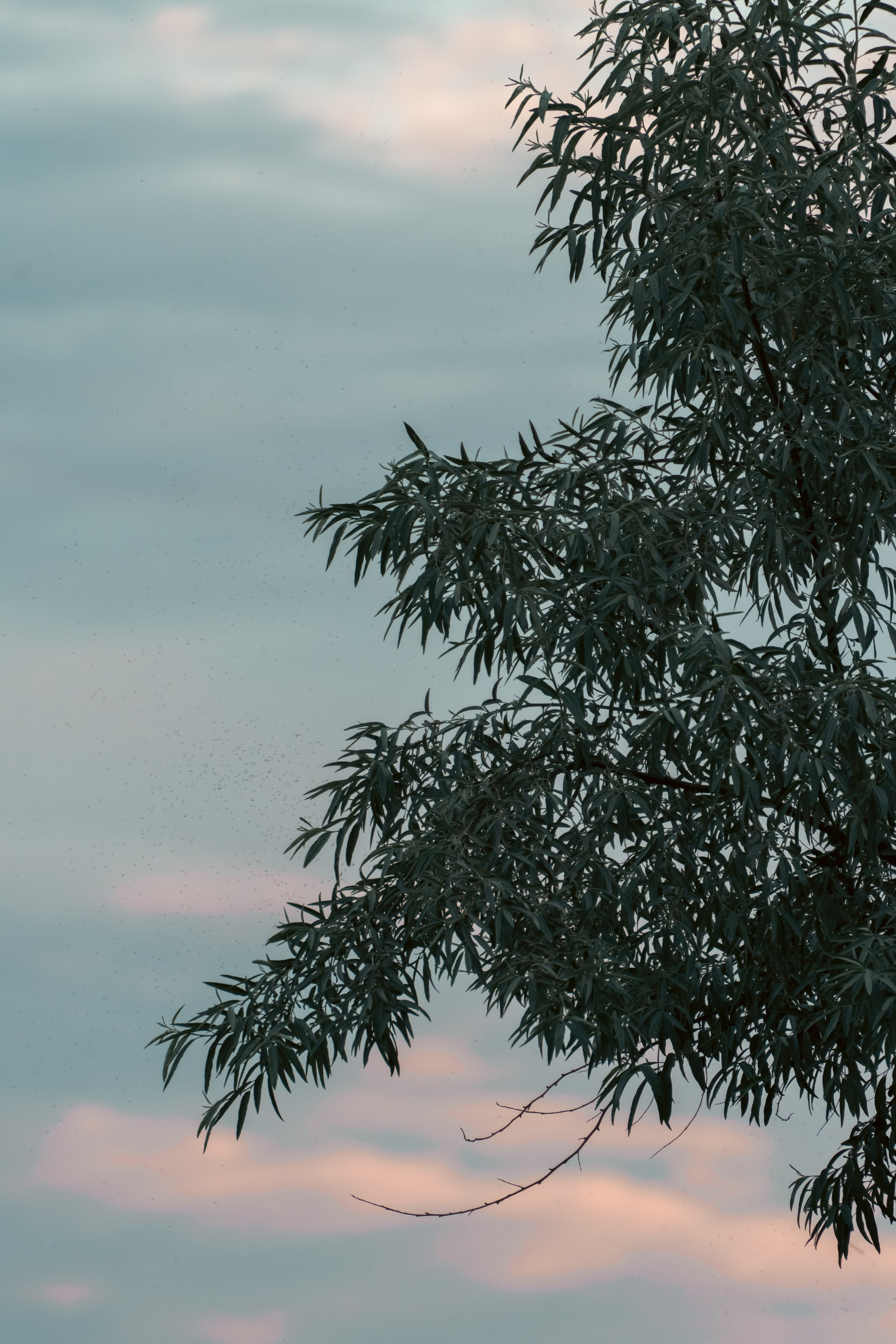 Природа. Фотограф в Санкт-Петербурге Ибрагимова Алина