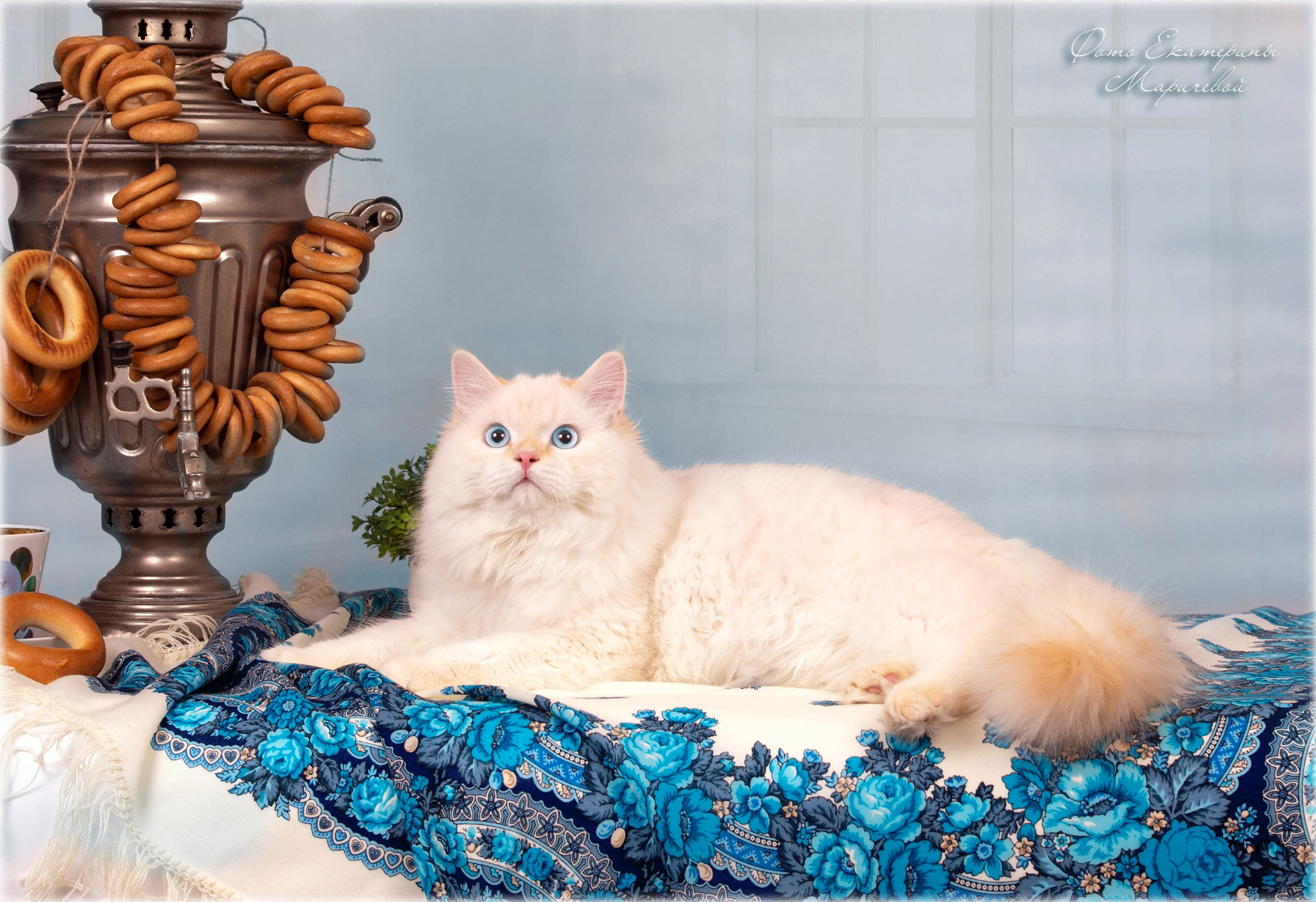 Тематические фоны с рисунком. Фотограф-анималист в Омске Екатерина Маричева