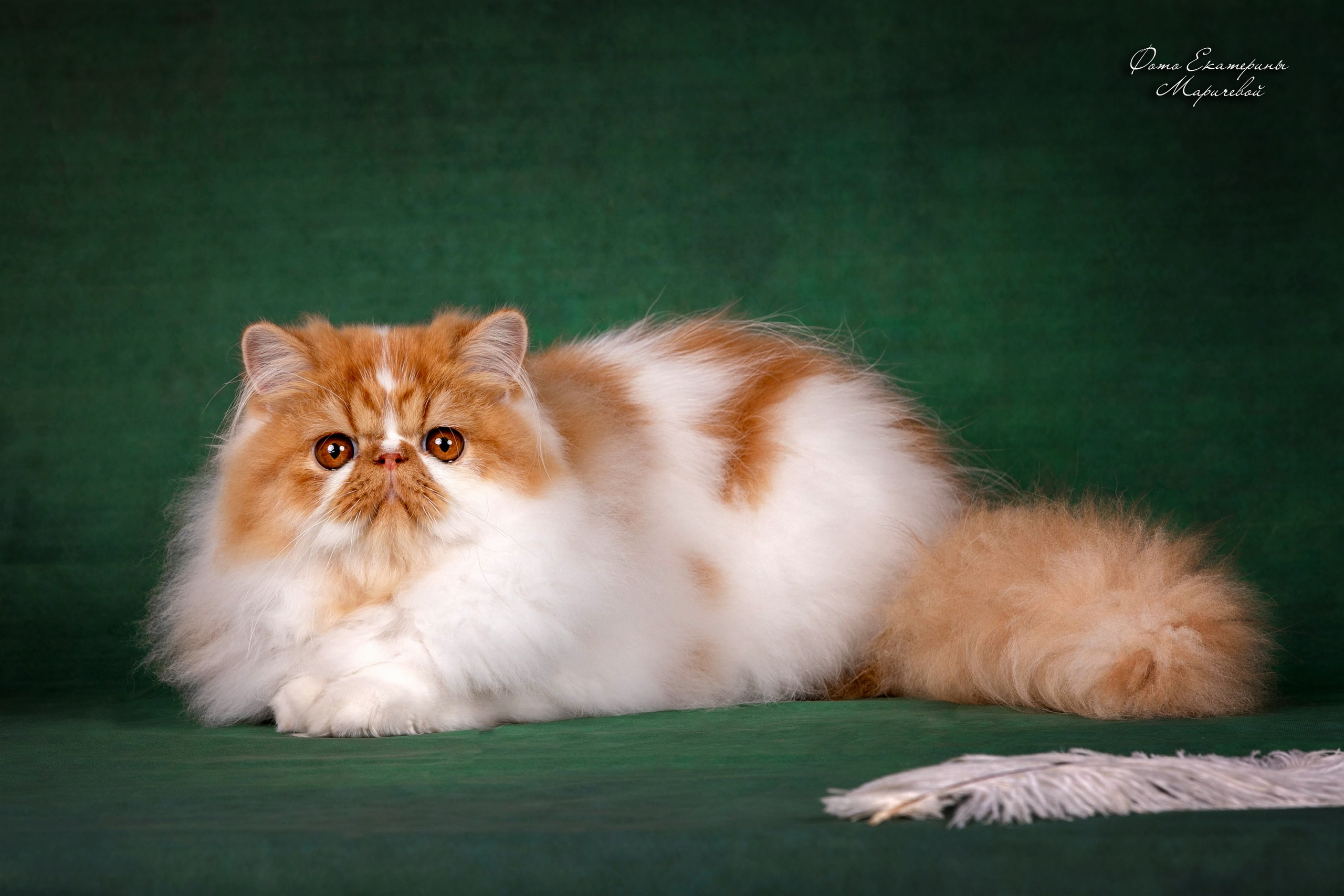 Стендовая съёмка на выставках кошек. Фотограф-анималист в Омске Екатерина Маричева