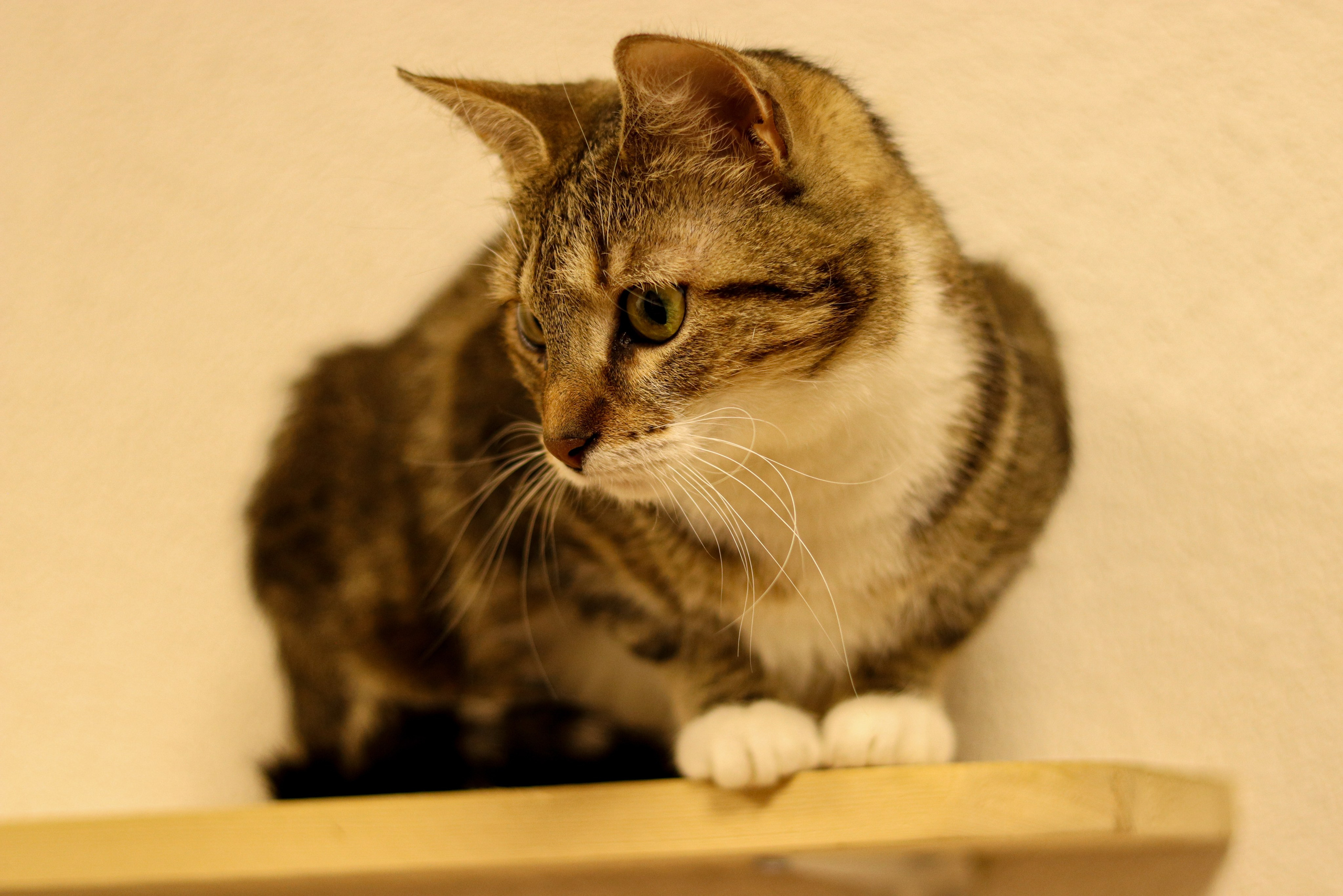 Петербургский дом кота (27 июня 2024). Ивентный фотограф в Санкт-Петербурге Олег Комков