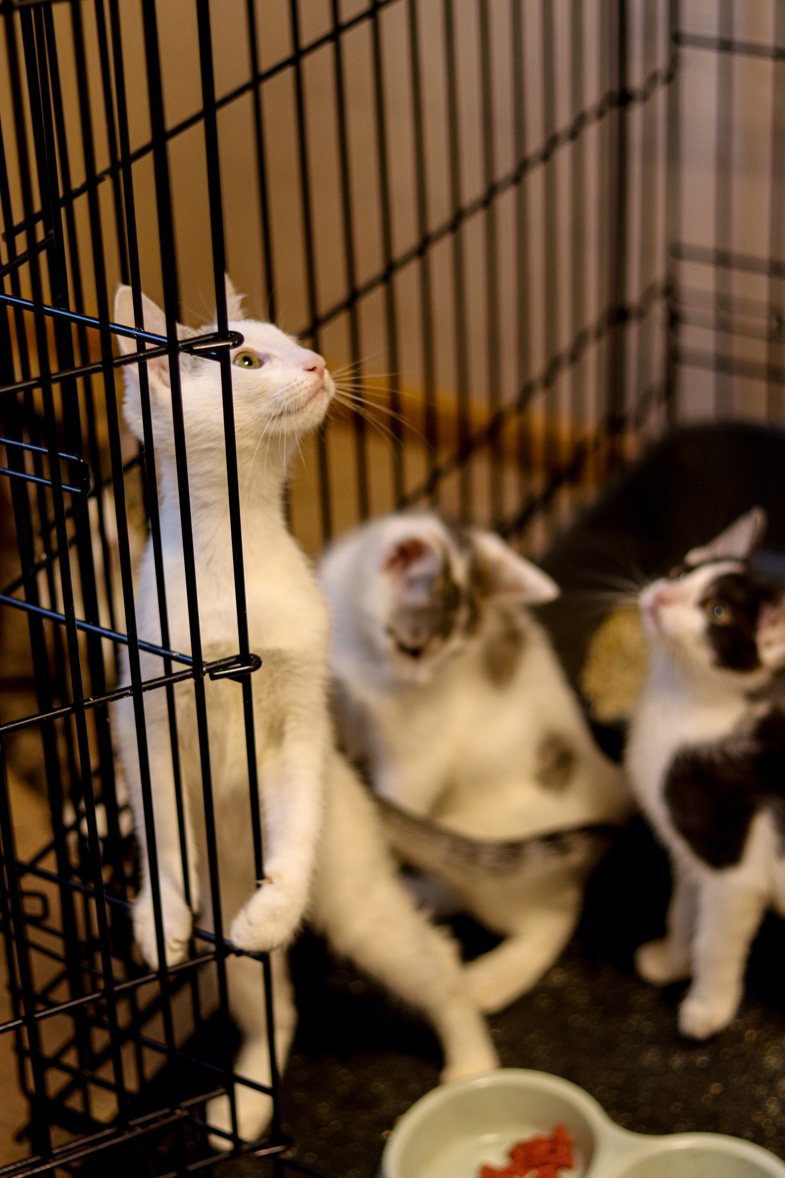 Петербургский дом кота (27 июня 2024). Ивентный фотограф в Санкт-Петербурге Олег Комков