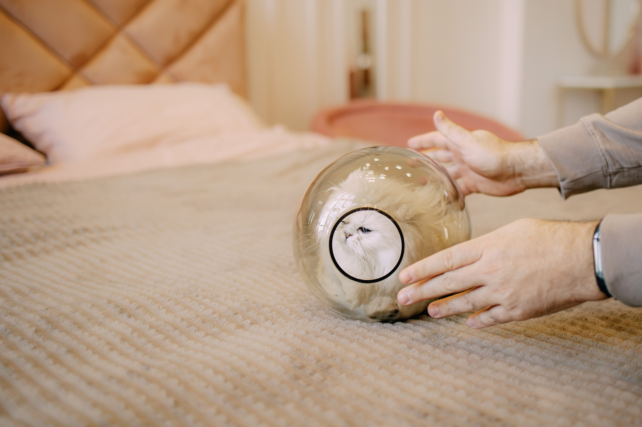 Султан, Мэй Мэй и Шанталь и их семья