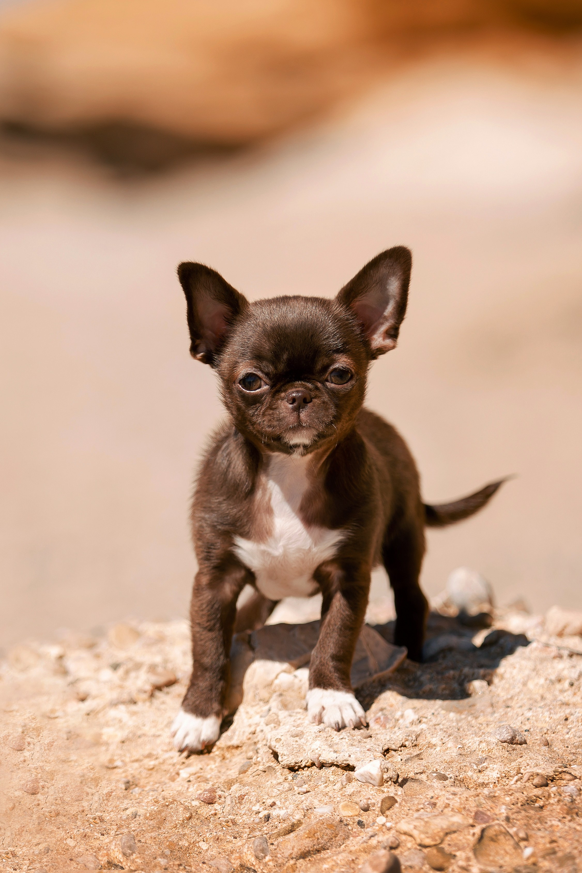Веймаранер и чихуахуа в Крыму. Фотограф-анималист в Краснодаре Маша Мельникова