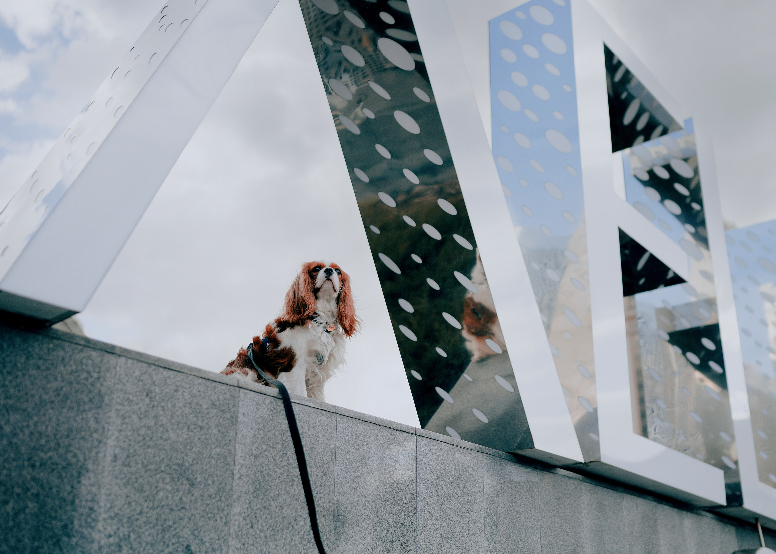 Дольче. Фотограф- анималист Александра Матвеева