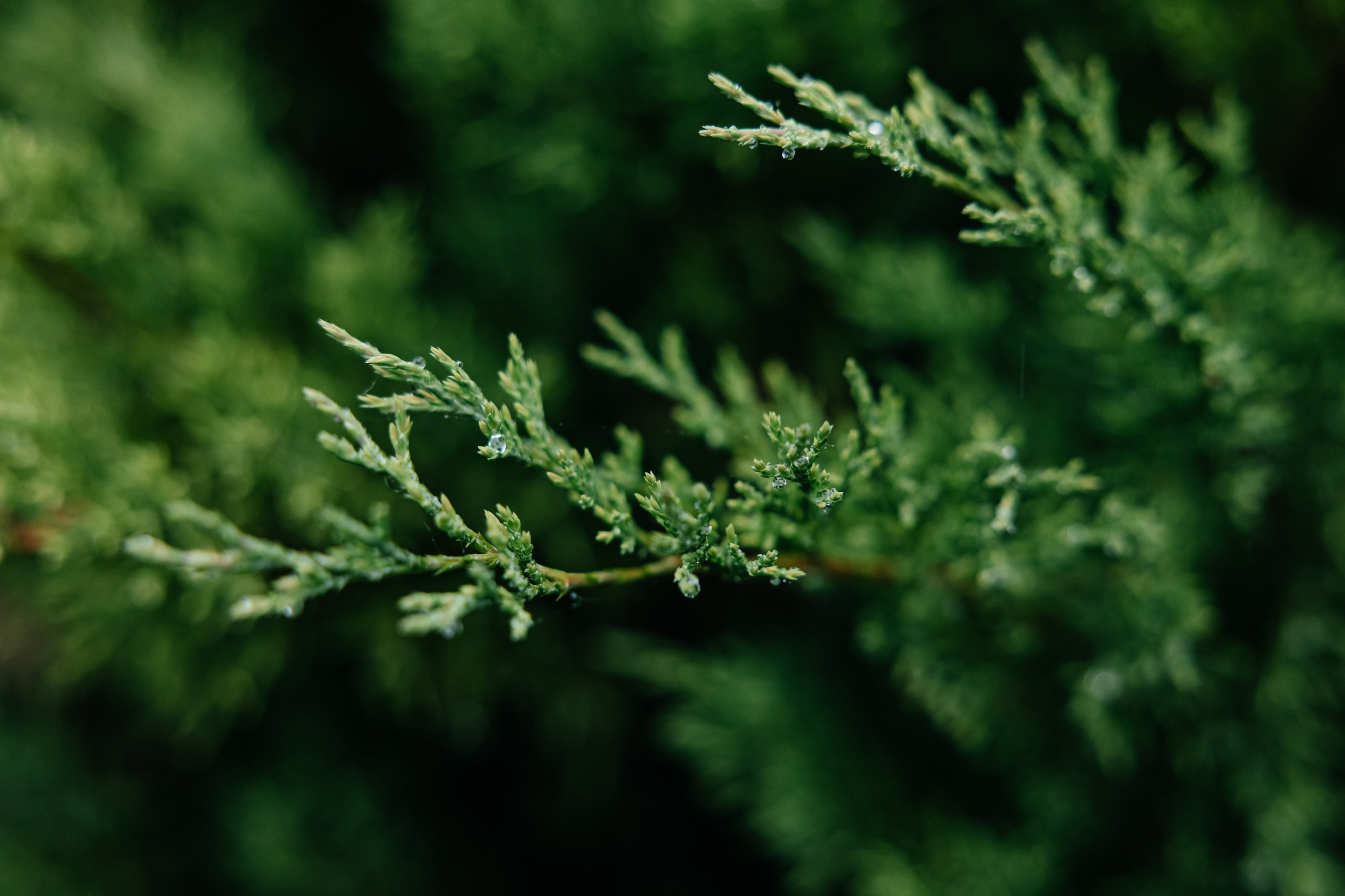 Деревня в Шотландии ||. Фотограф ВИКА МЕДУЗА