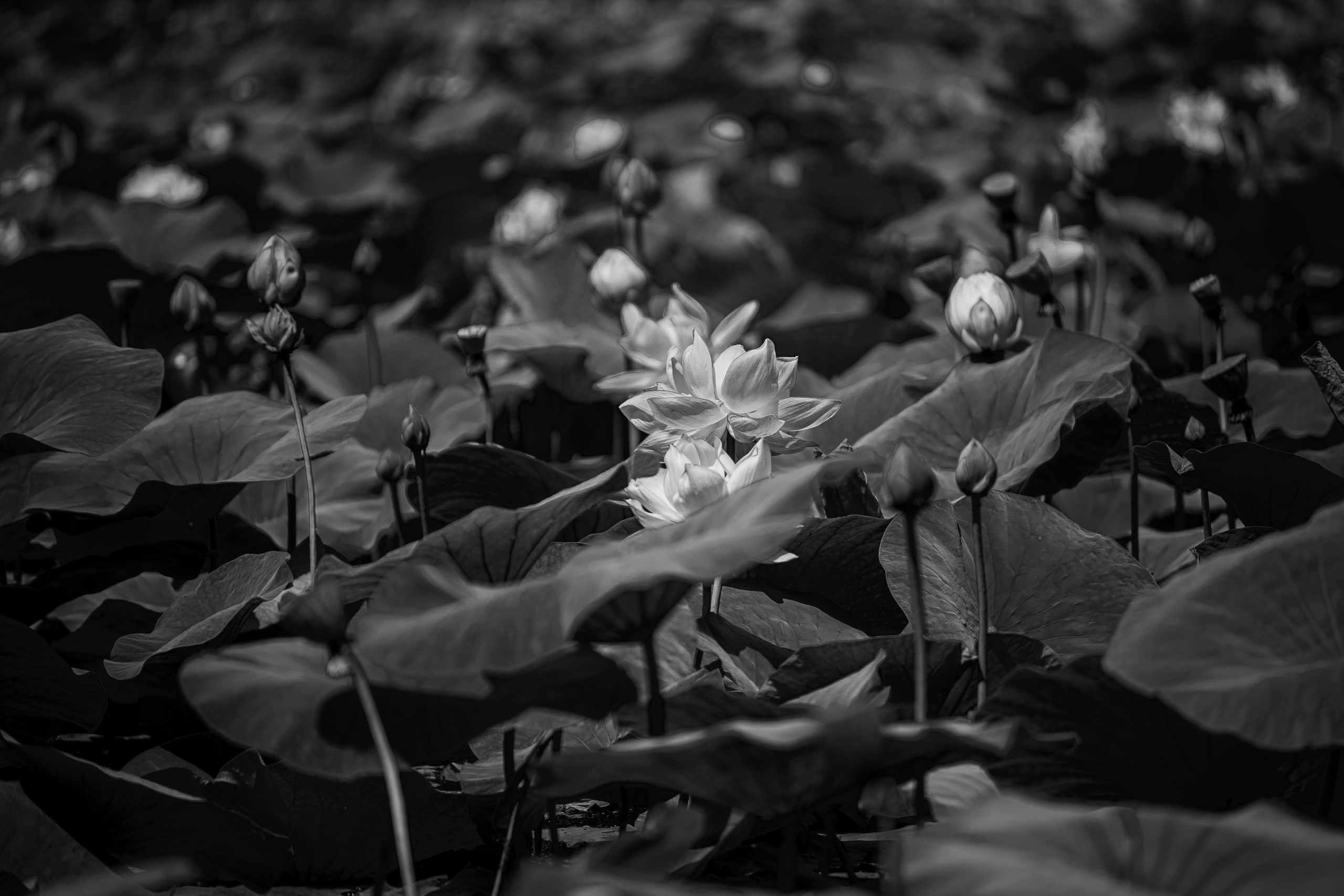 Лотос. Любимый фотограф