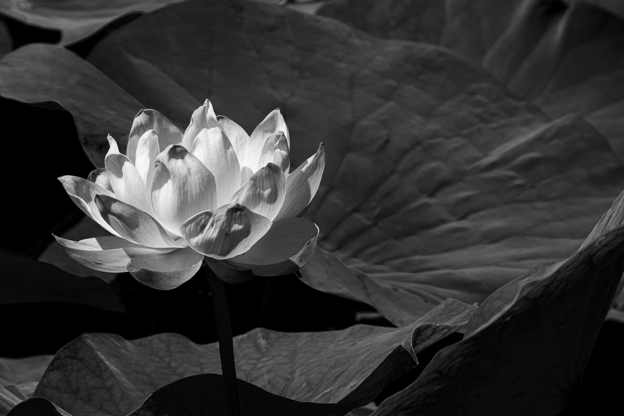 Лотос. Любимый фотограф