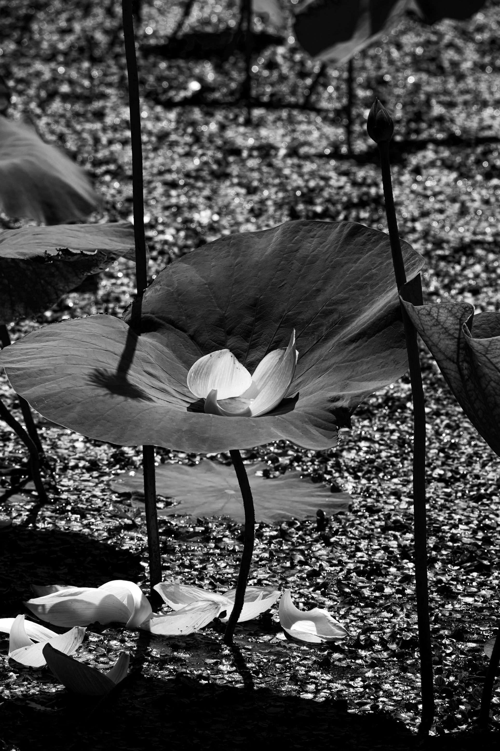 Лотос. Любимый фотограф