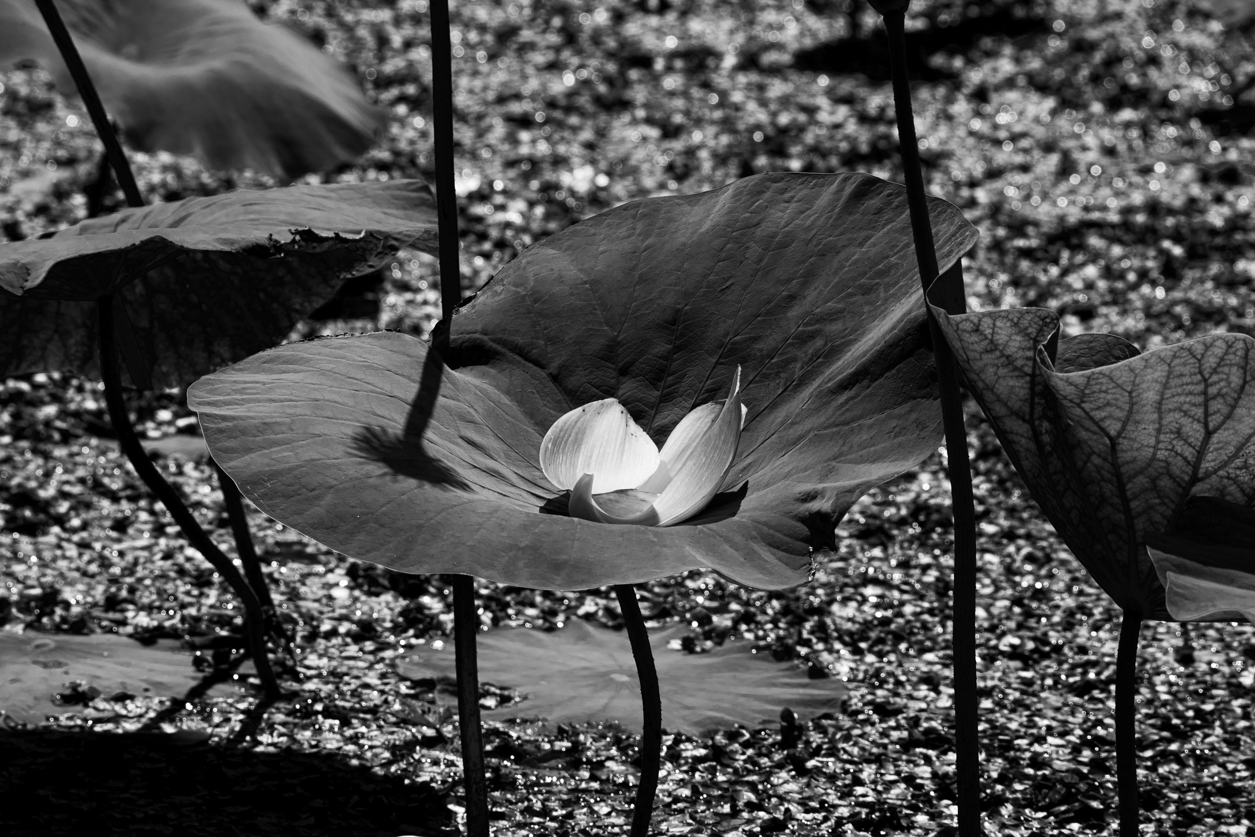 Лотос. Любимый фотограф