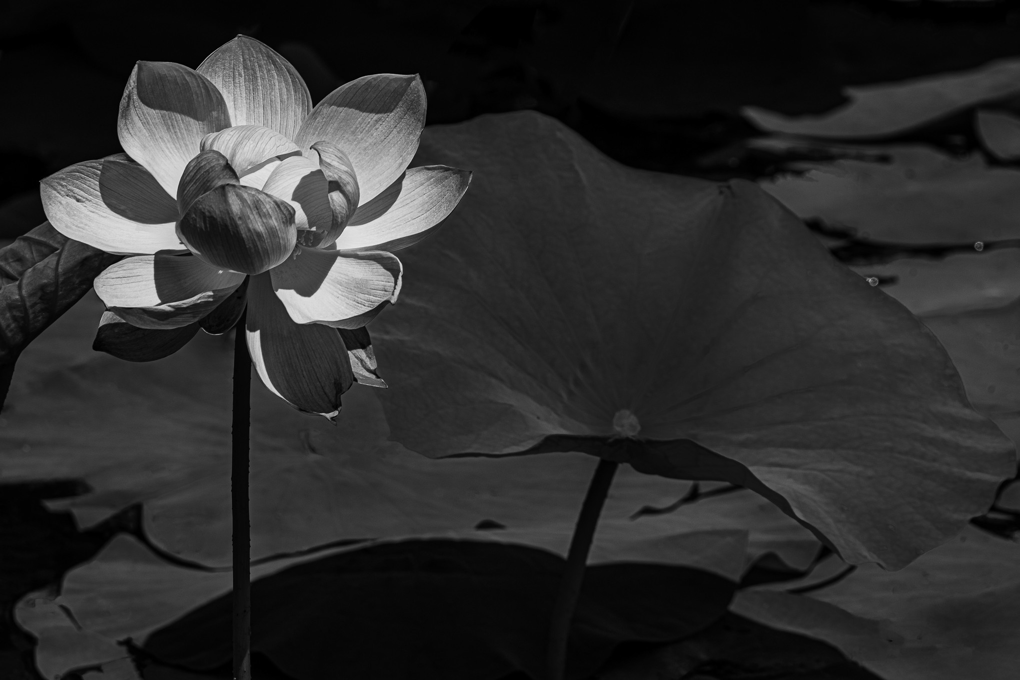 Лотос. Любимый фотограф