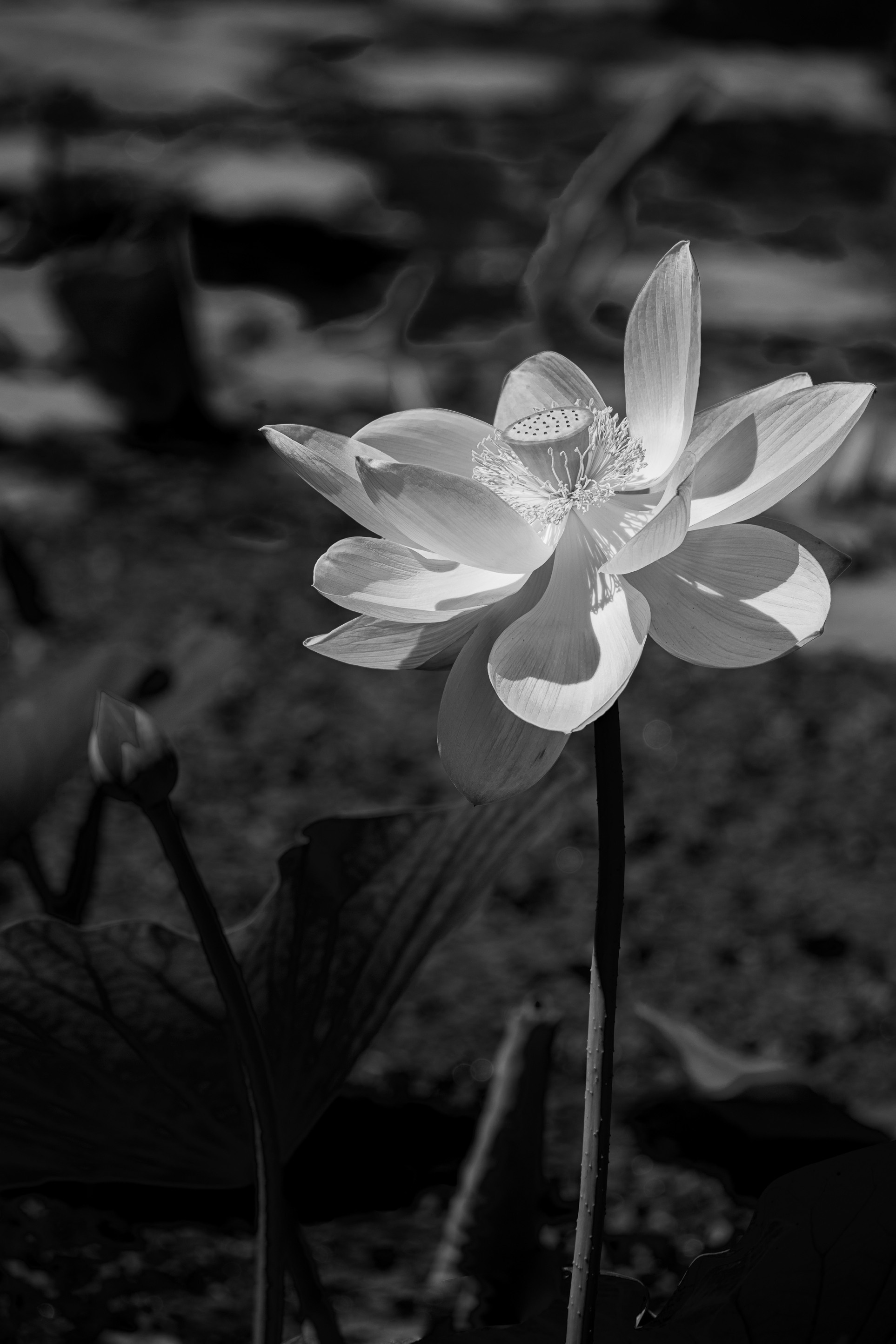 Лотос. Любимый фотограф