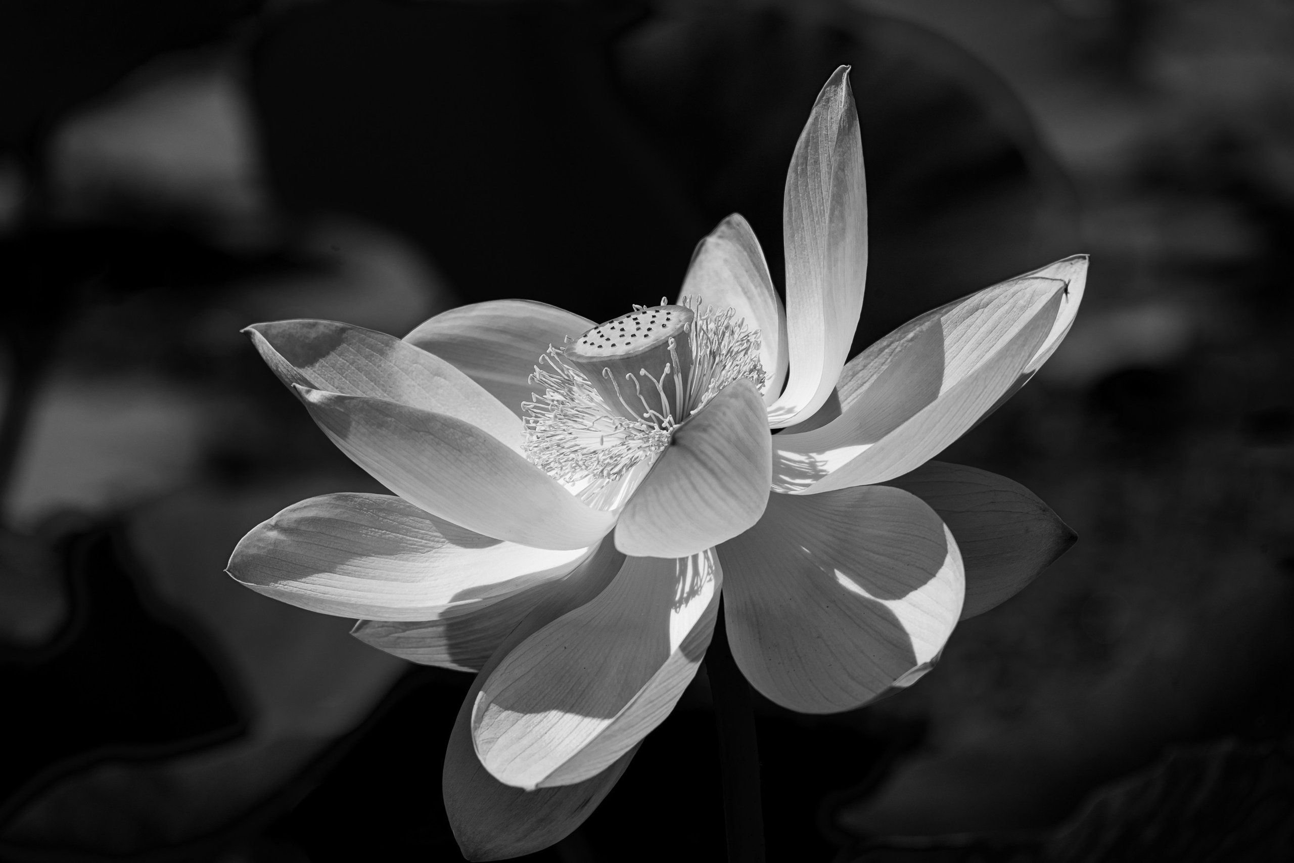 Лотос. Любимый фотограф