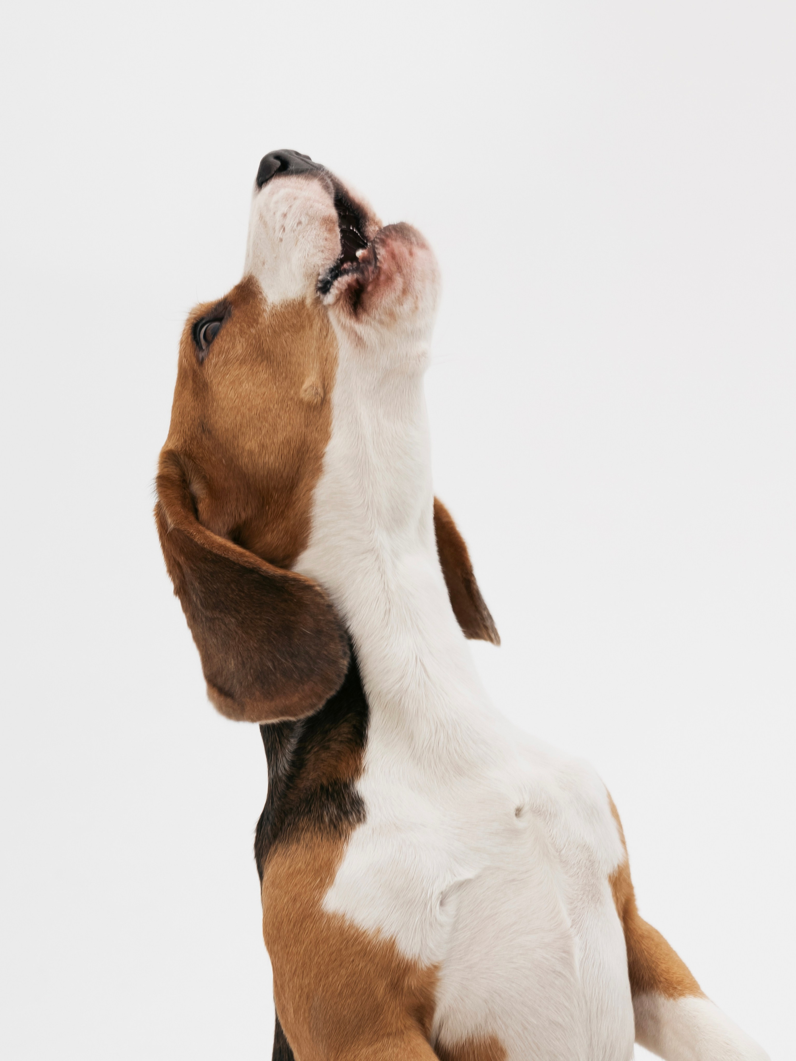 Биглемания. DRIPSTOCK MAG