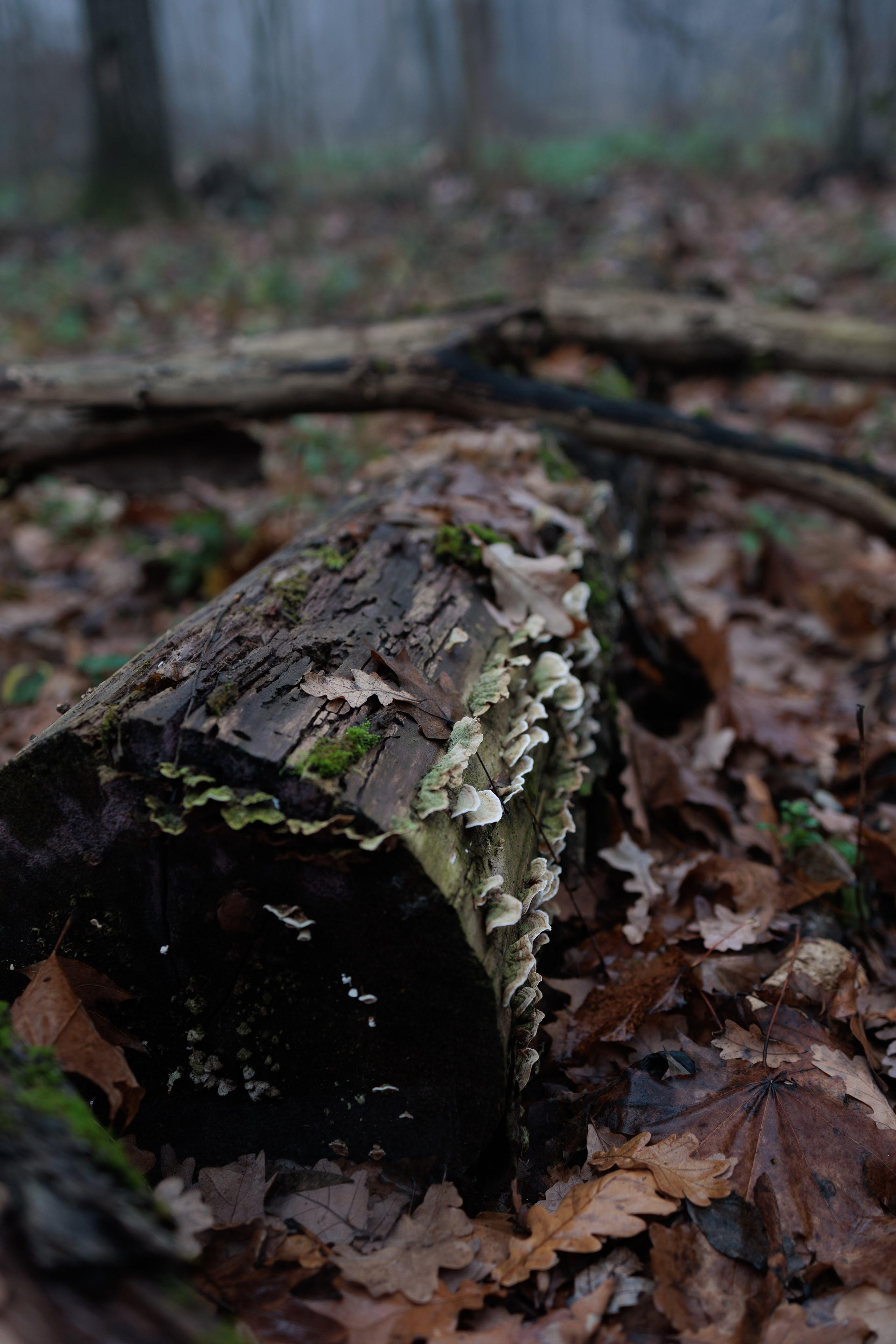 В туманном лесу. Семейный фотограф в Белгороде