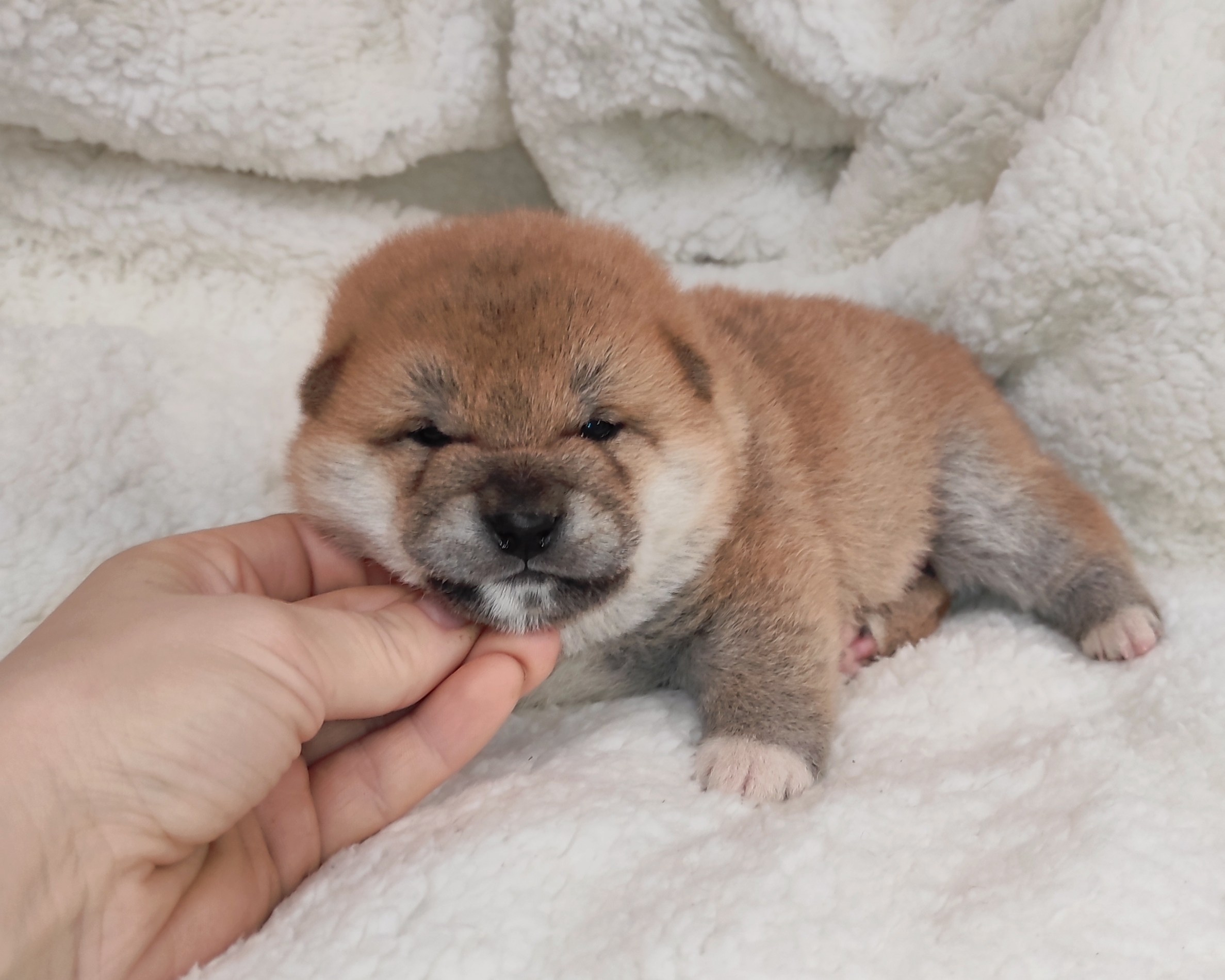 сиба питомник Рубилайт щенки на продажу rubylight  сиба щенки купить СПб Санкт-Петербург 