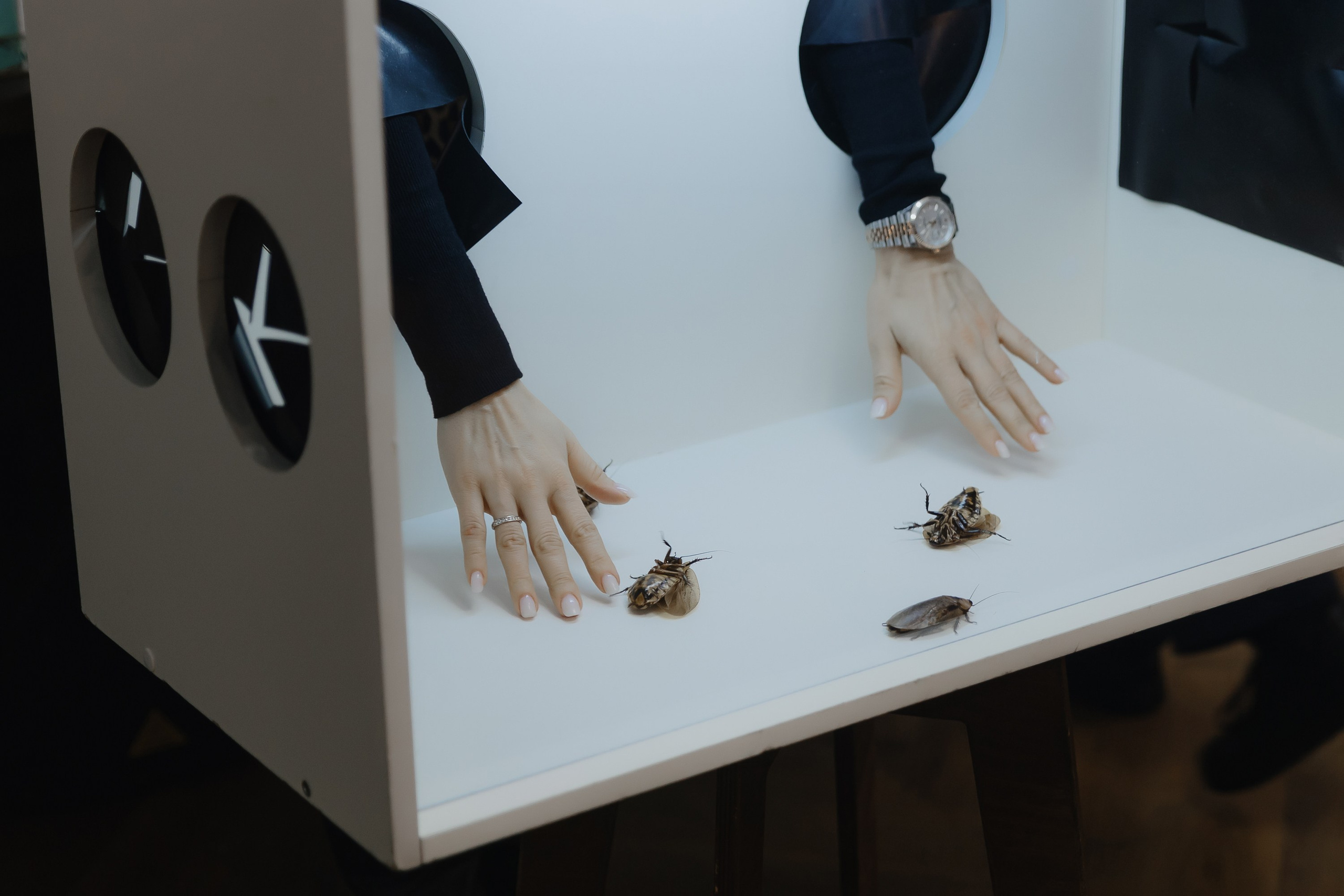 Открытие нового пространства интерьерного салона L. DECO в феврале 2025. L. Deco интерьерный салон. Краски/обои/лепной декор