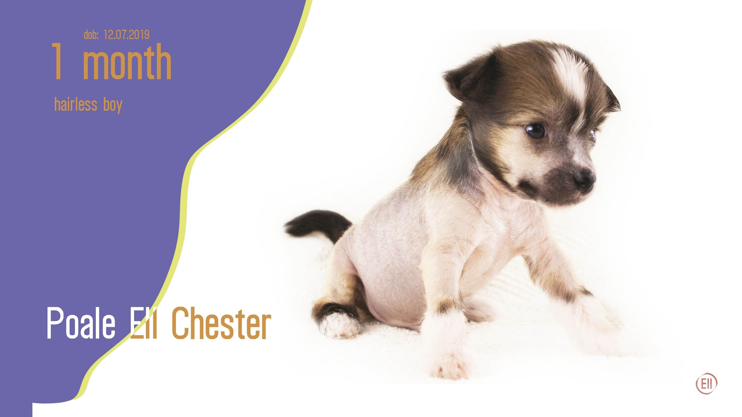 Litter C. Chinese Crested Dog Kennel Poale Ell