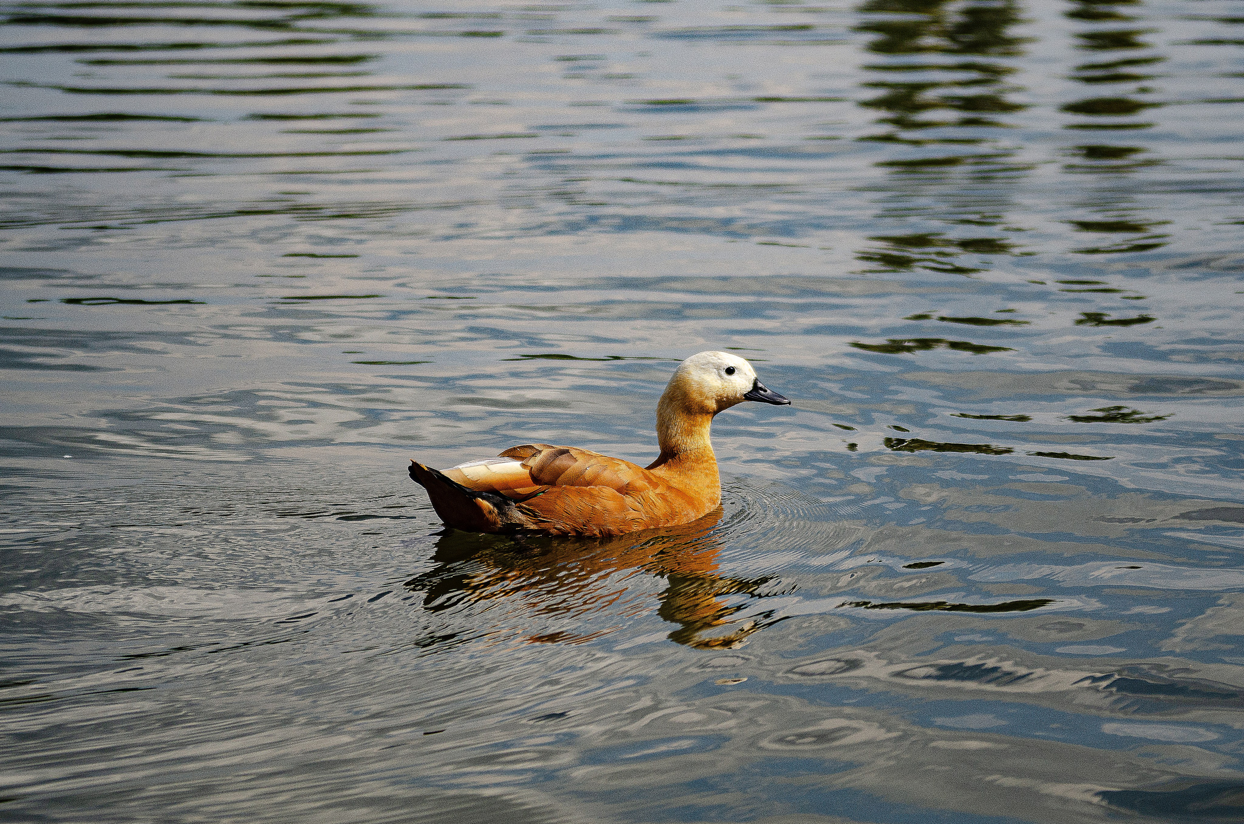 Птицы.Животные. Sreda fotoArt