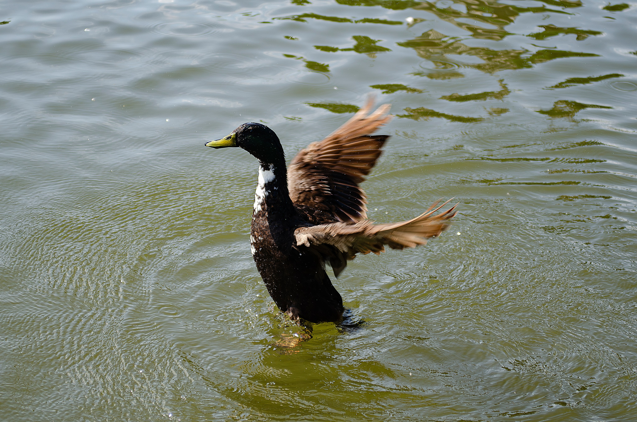 Птицы.Животные. Sreda fotoArt