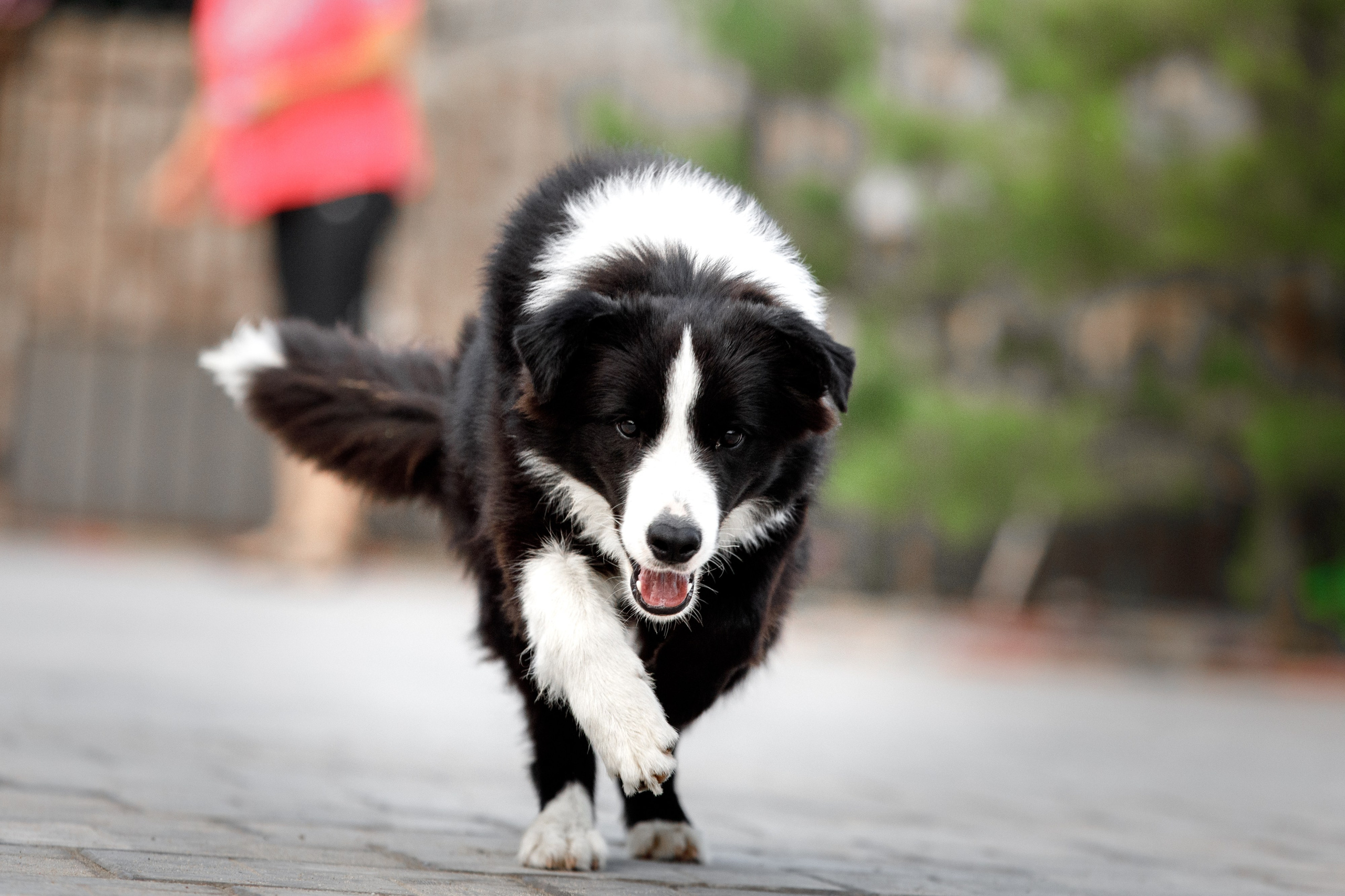 Болтовня в саду. О нас