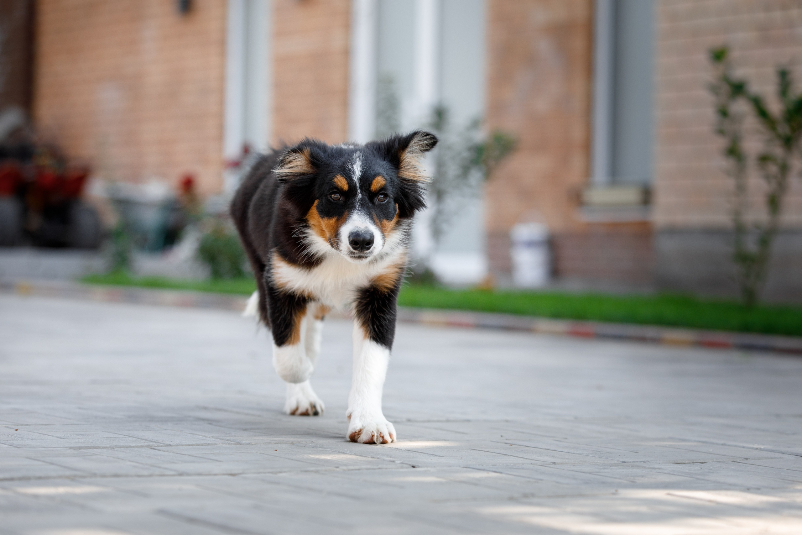 Смешарики. О нас