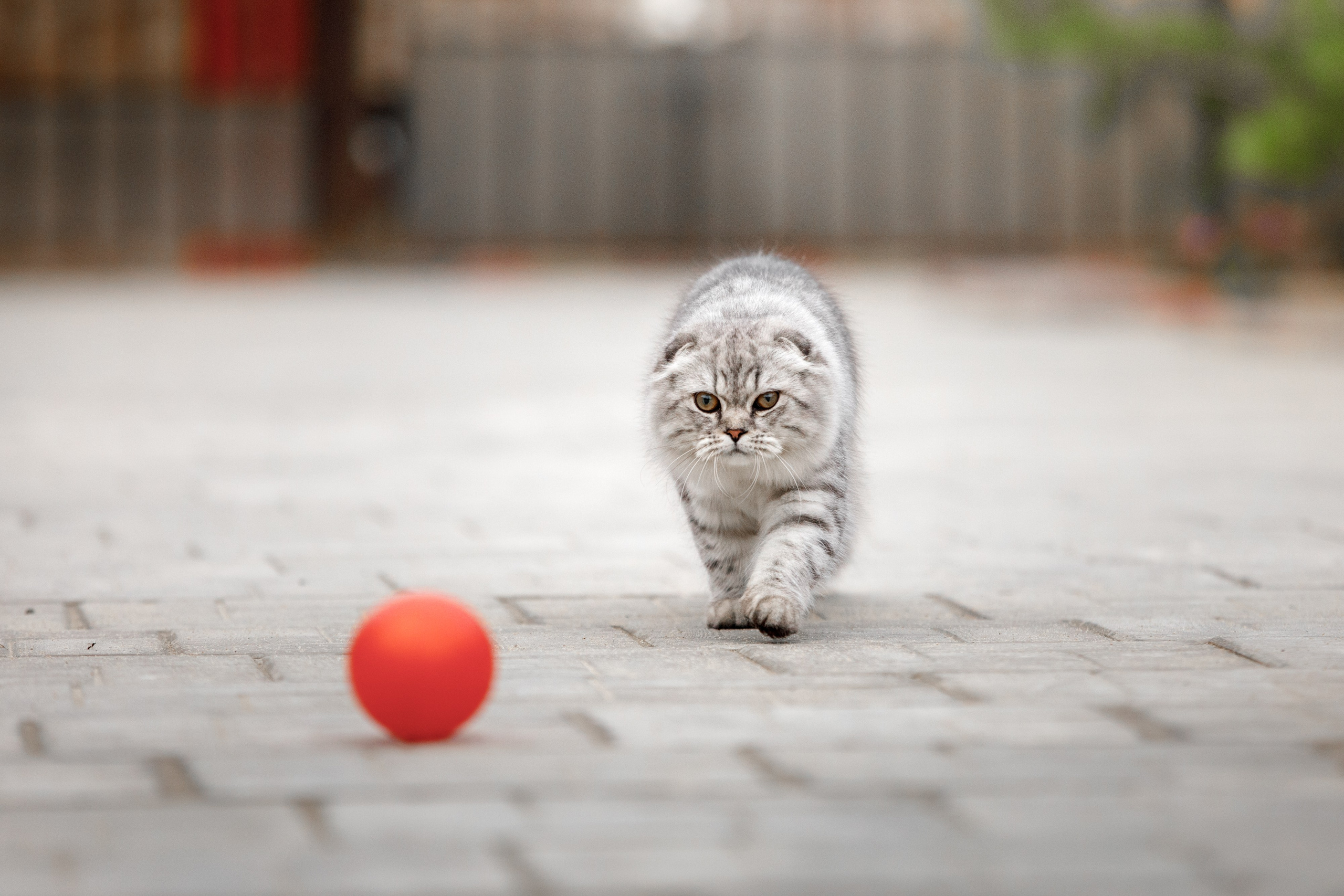 Болтовня в саду. О нас